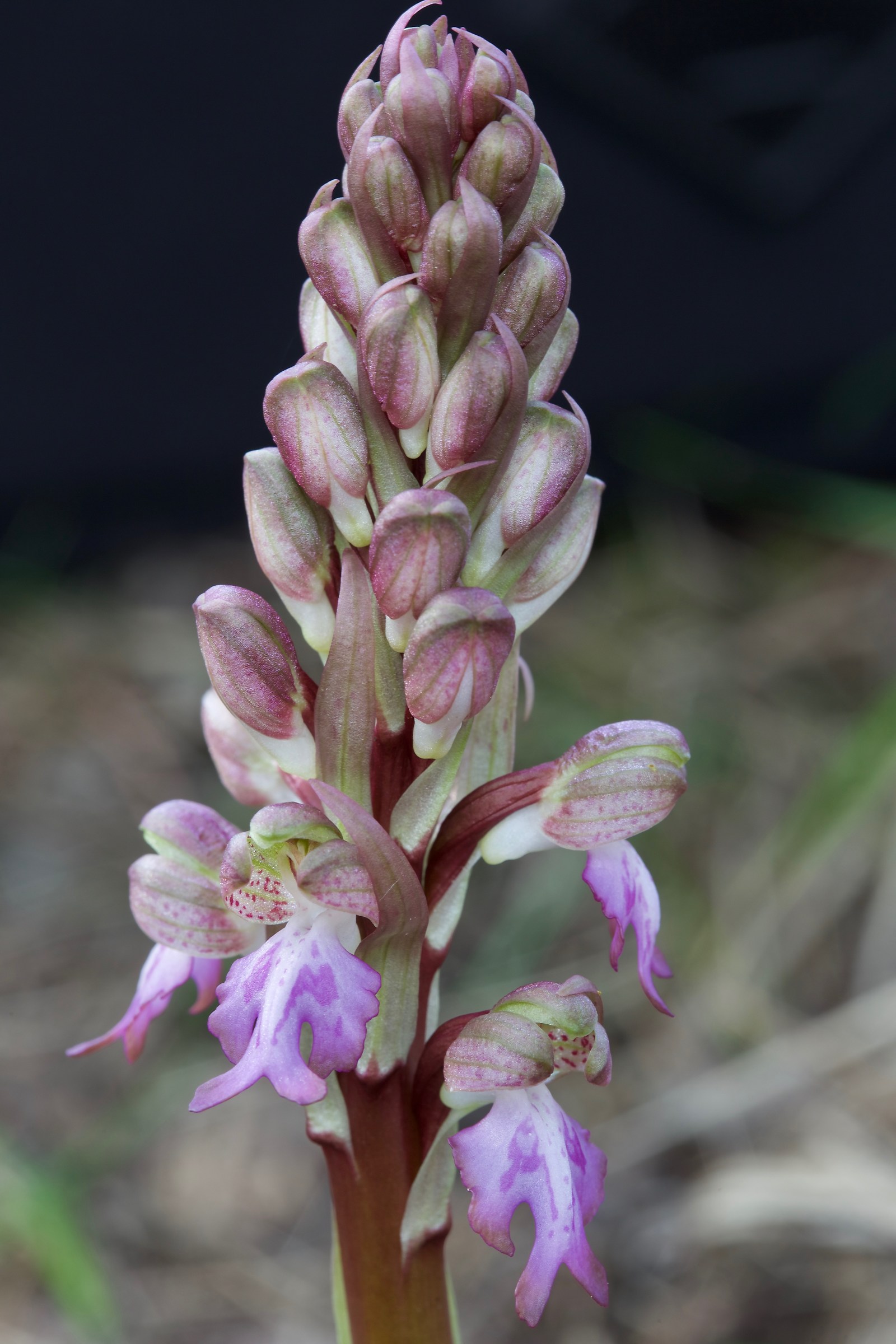 Barlia robertiana (Himantoglossum robertianum)