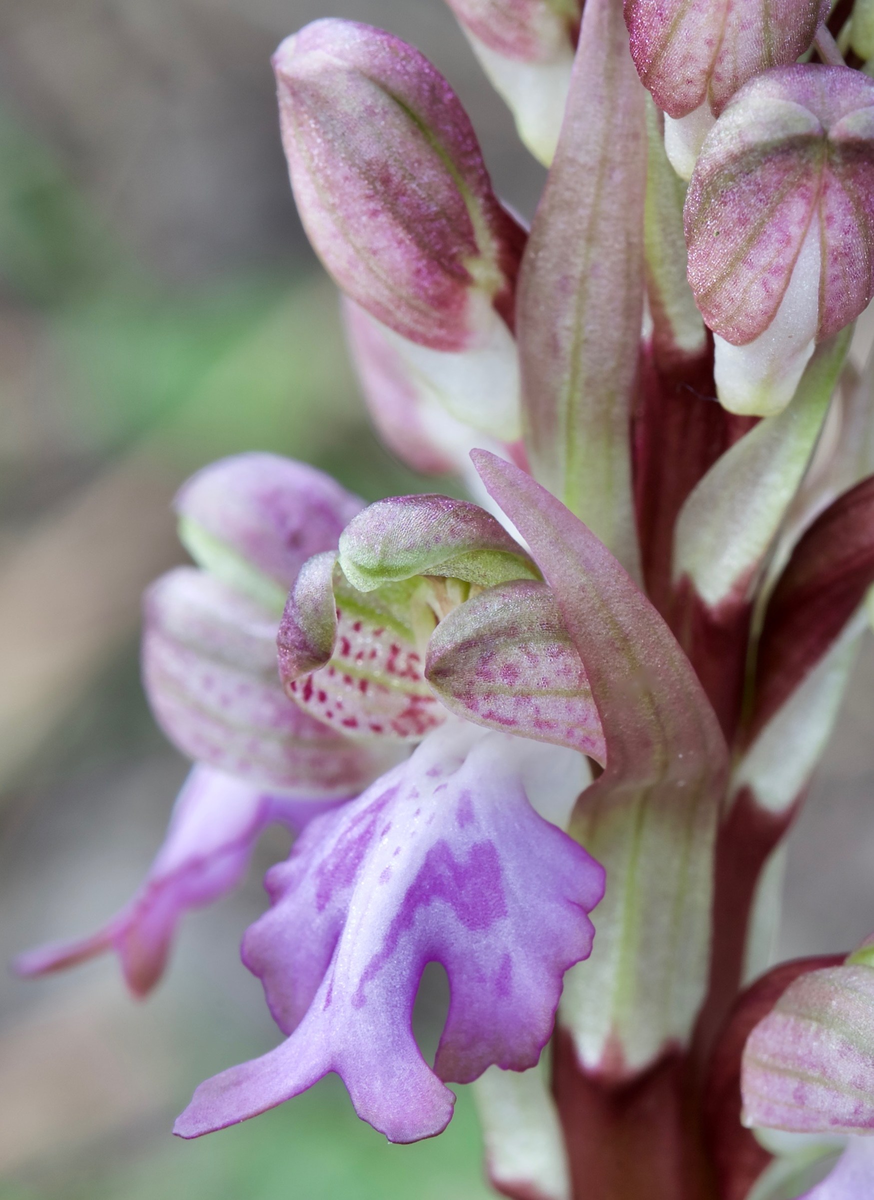 Barlia robertiana (Himantoglossum robertianum)