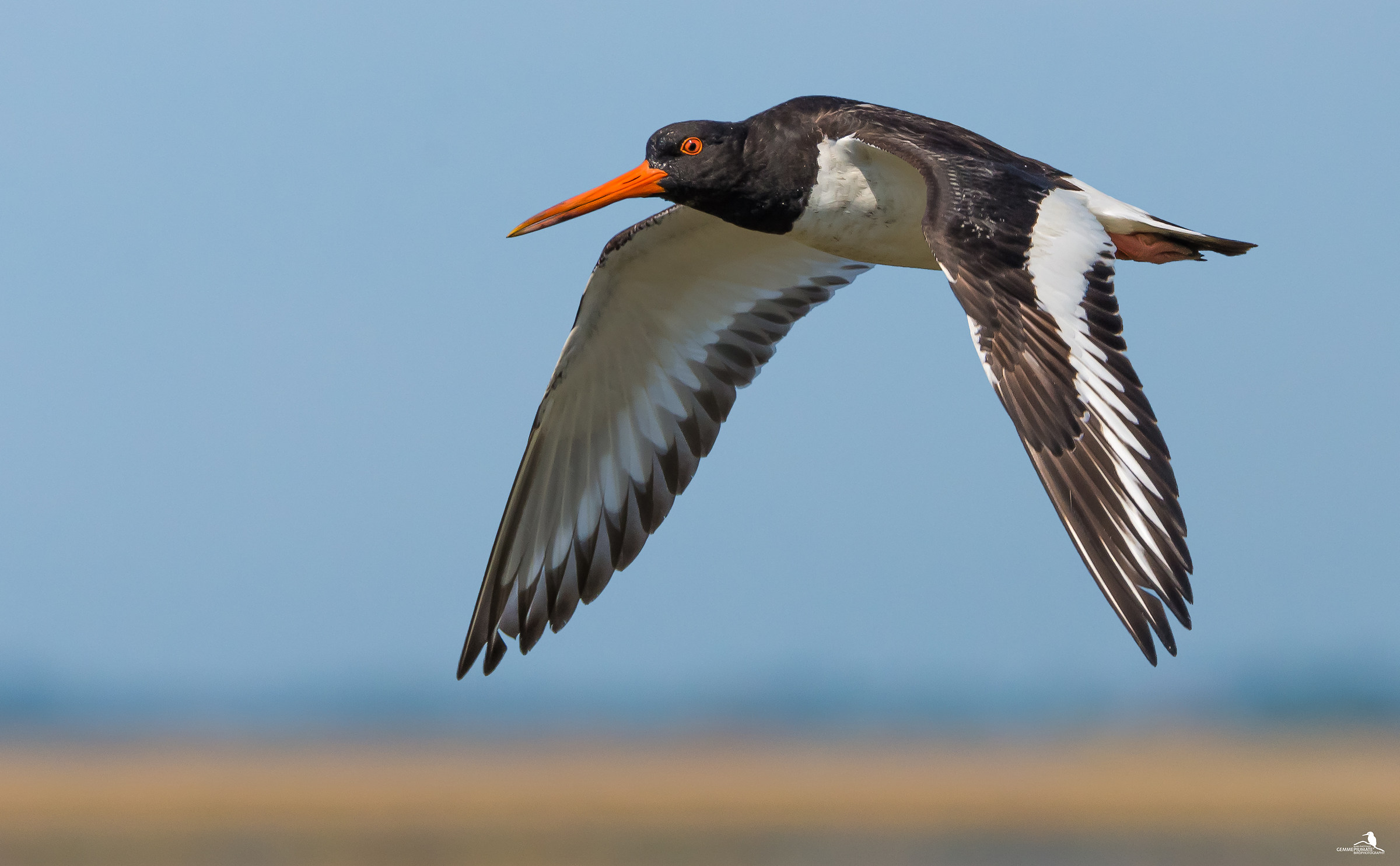 Oystercatcher