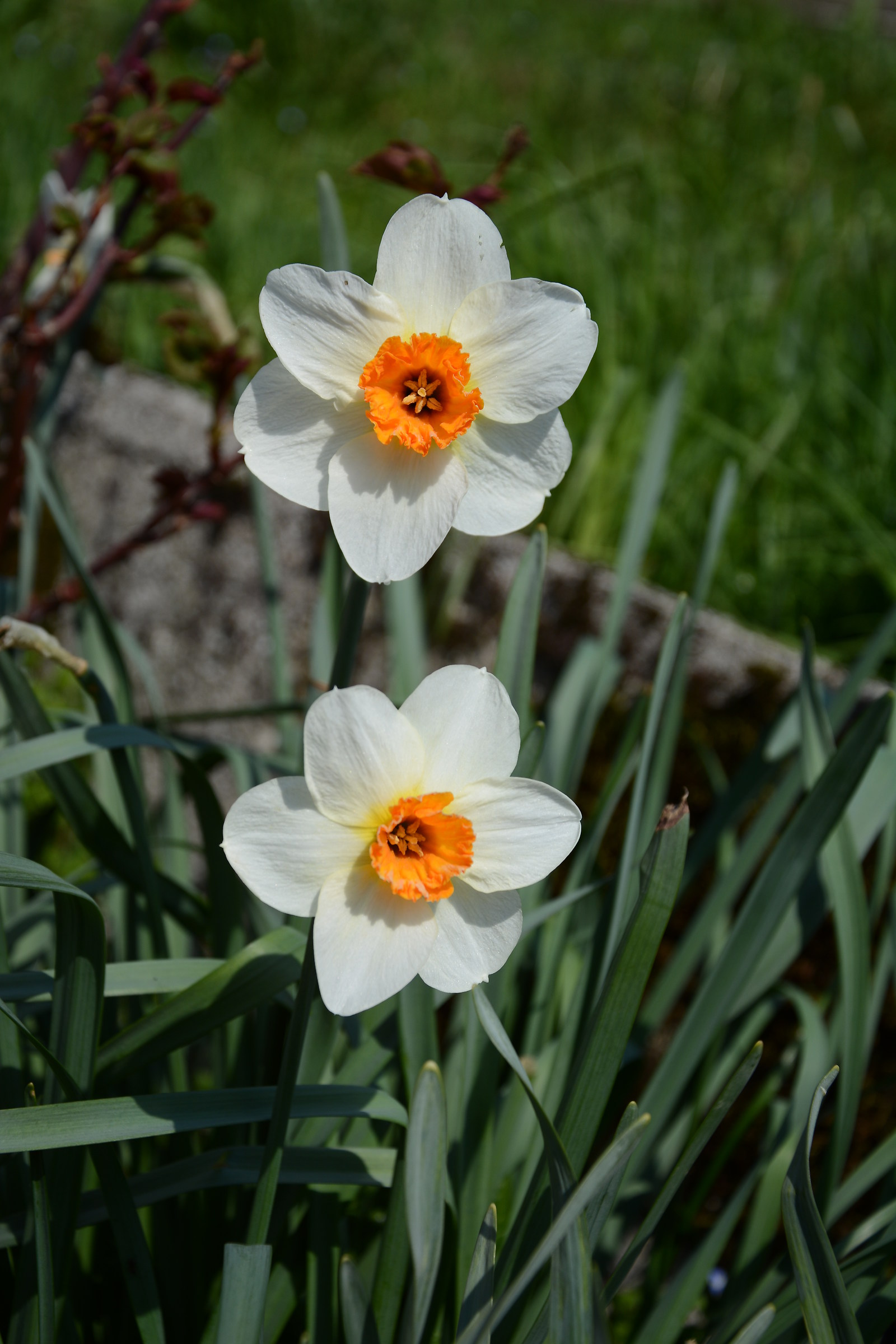 daffodils