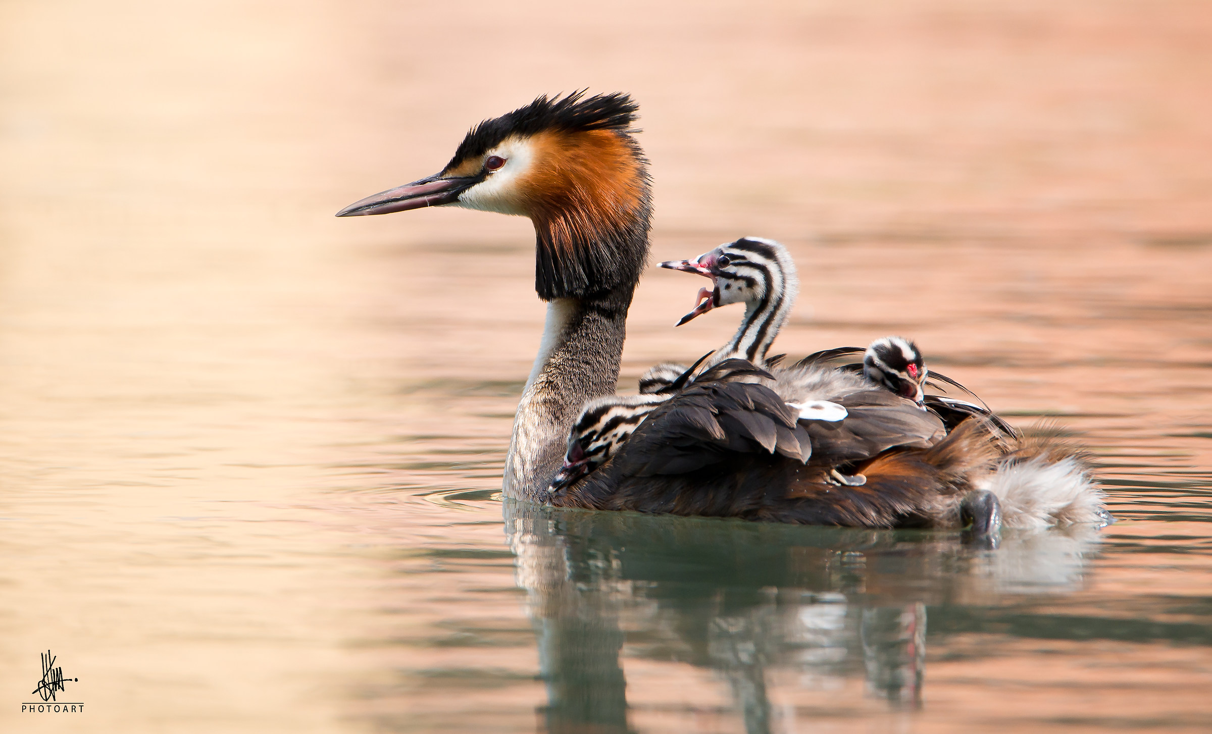 Great Crested Grebe