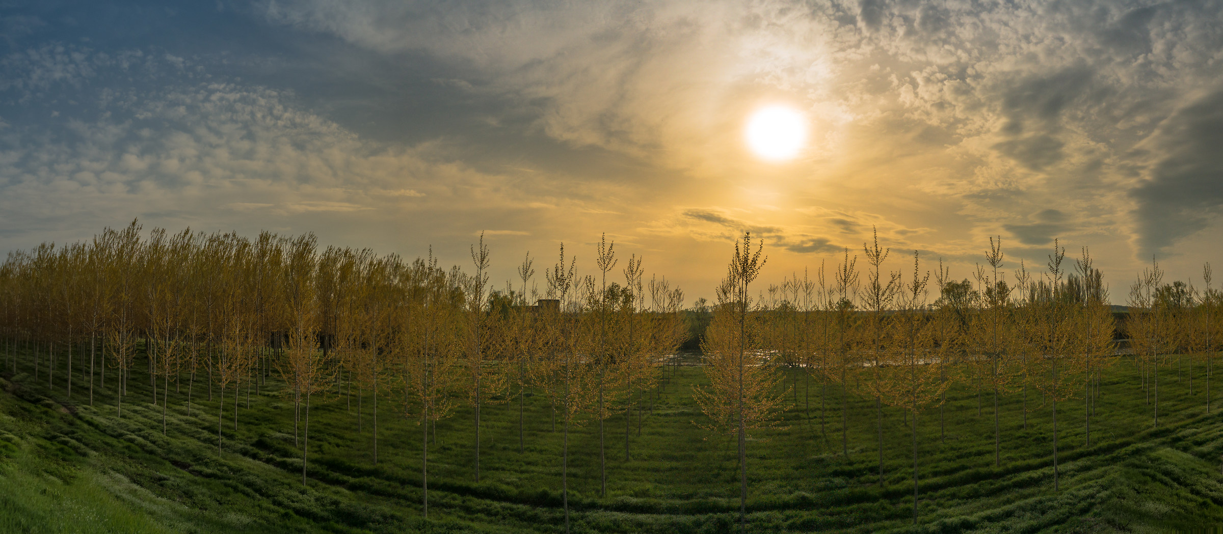 Poplars at sunset..(Pioppi al tramonto).