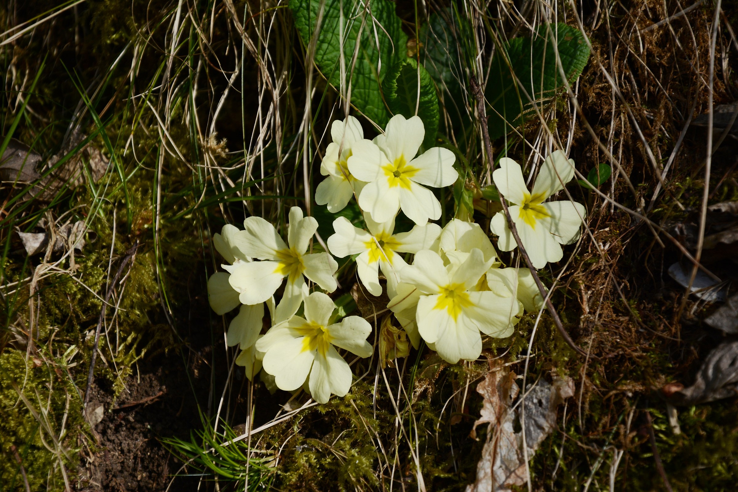 Primroses
