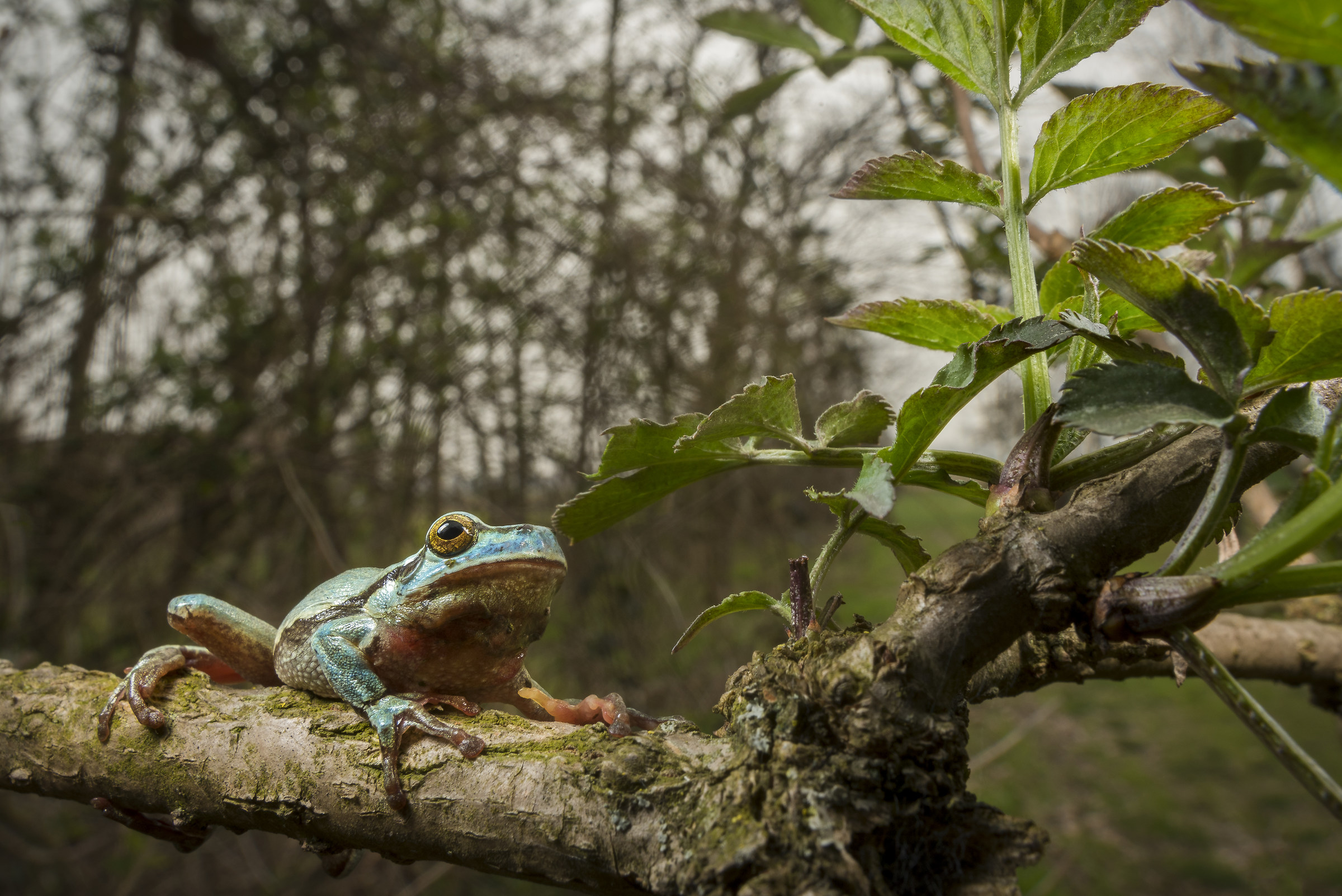 Blue Tree Frog