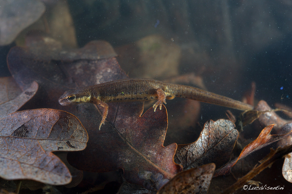 Smooth Newt