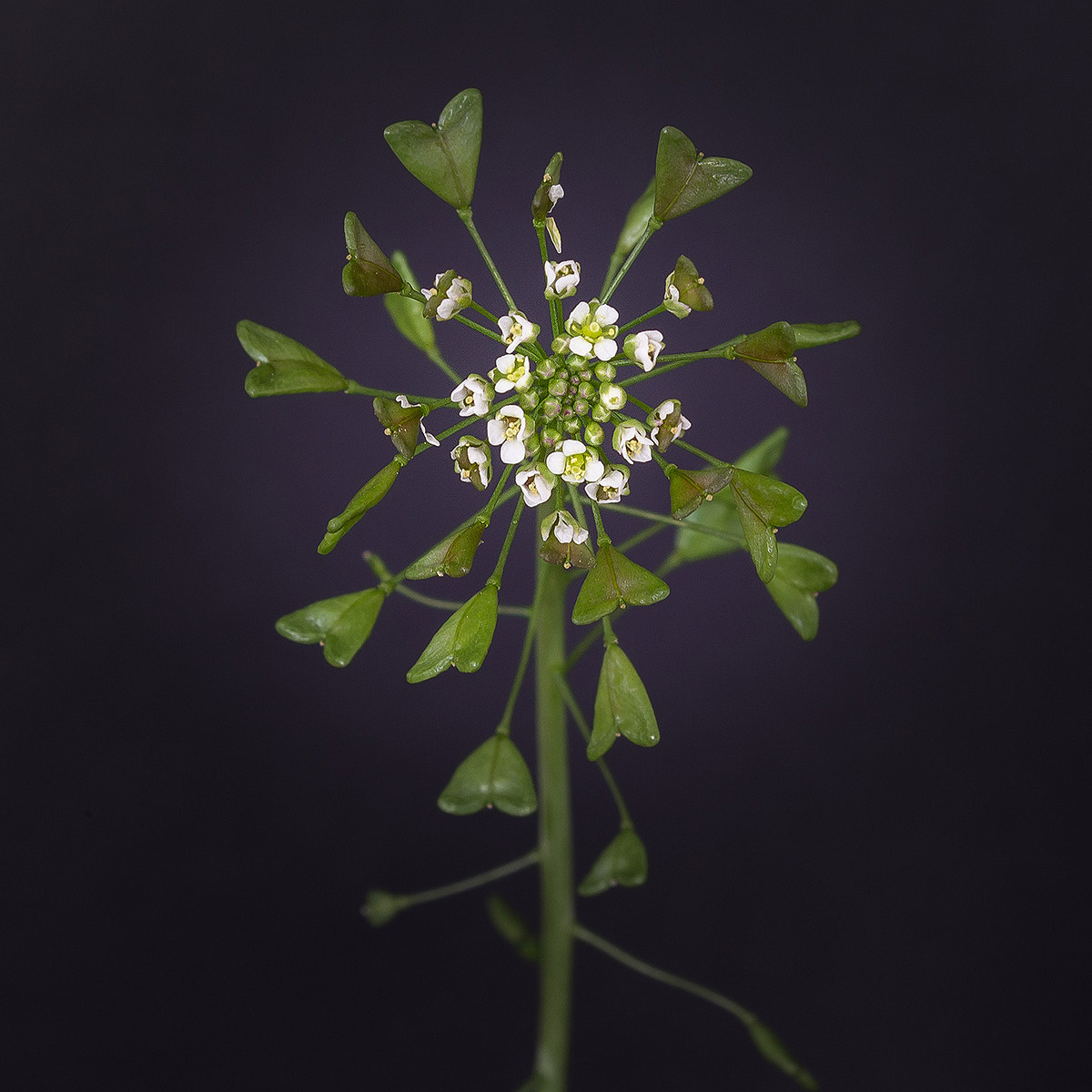 Does anyone know the name?