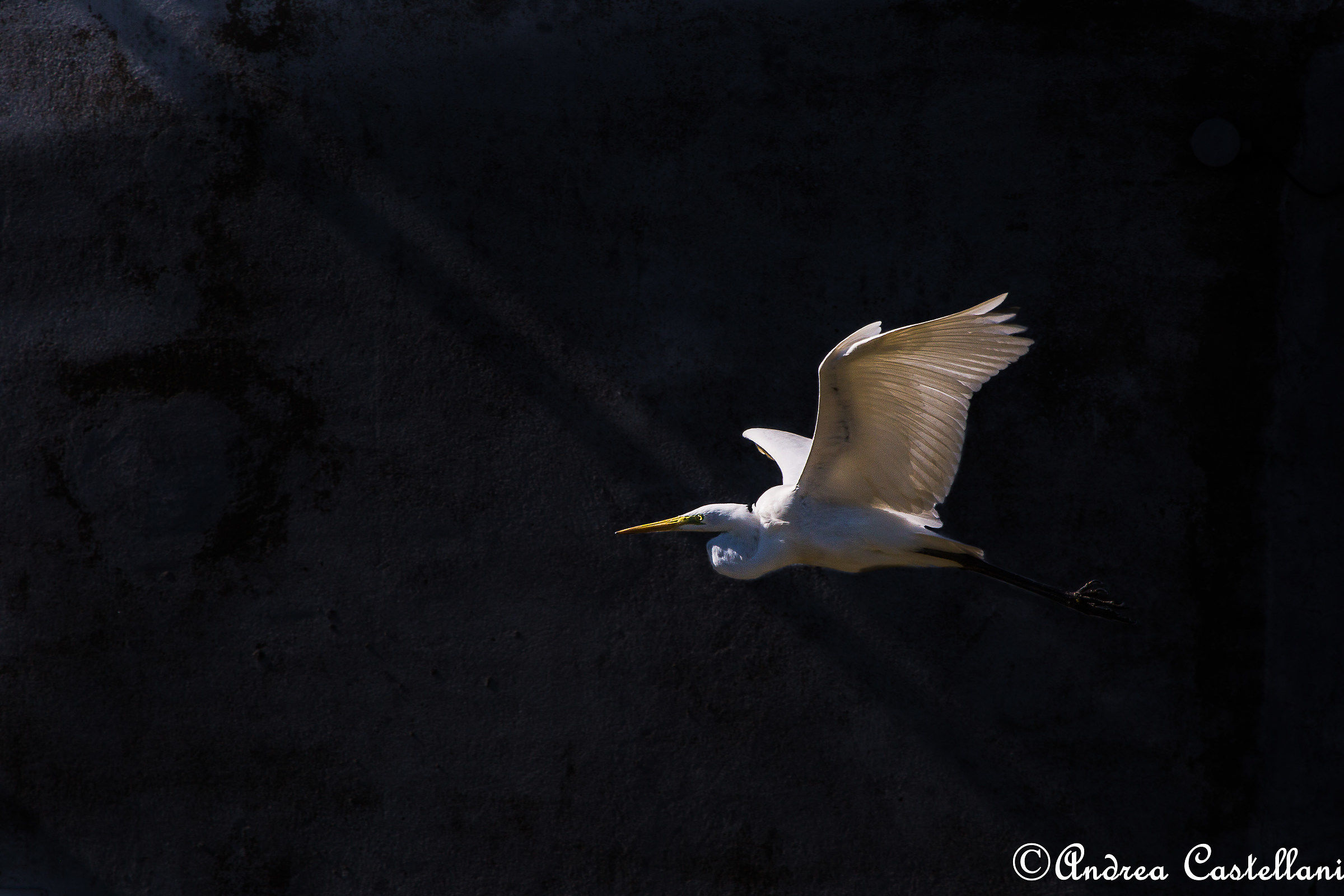 Great Egret (Ardea alba)