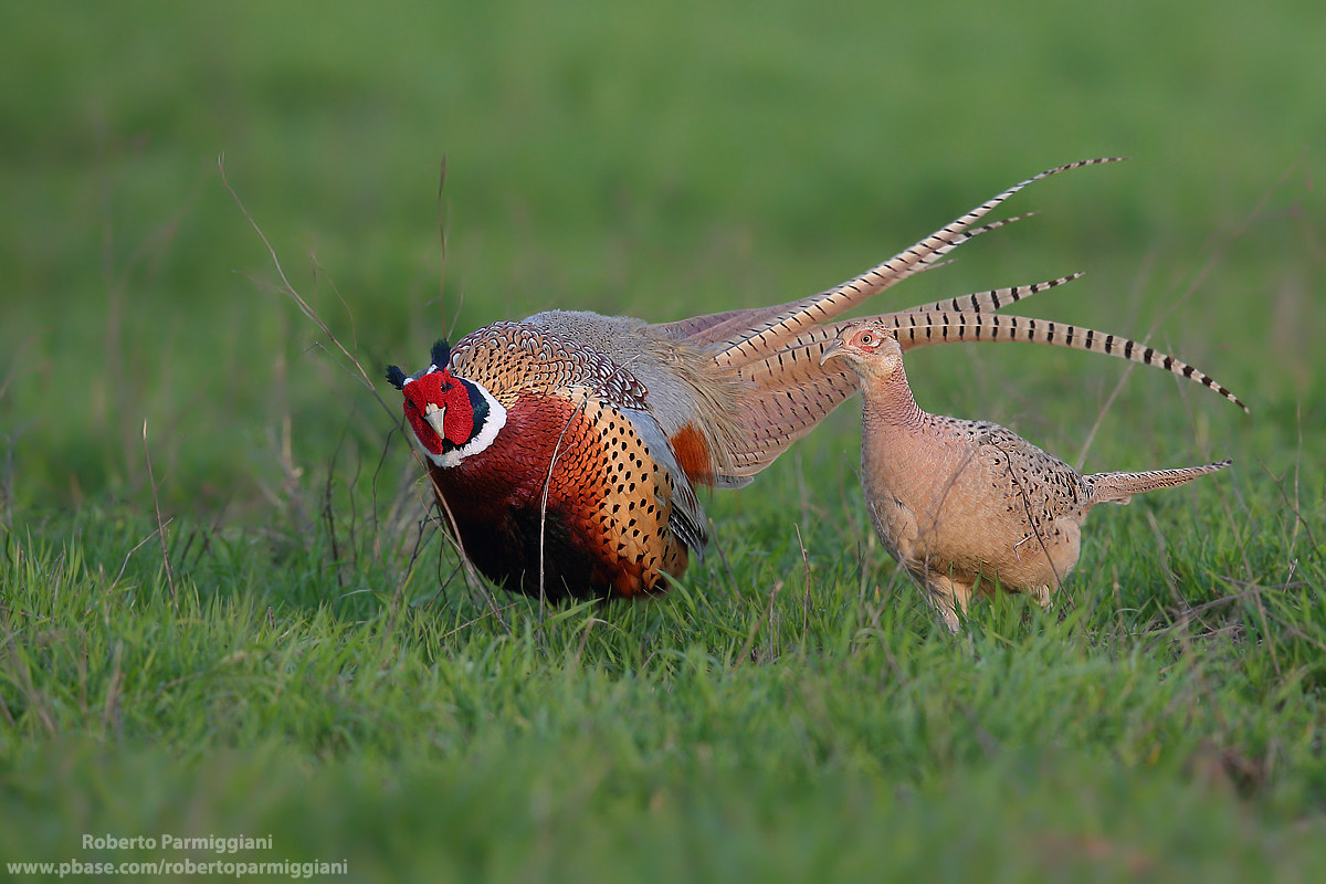 The ritual of courtship