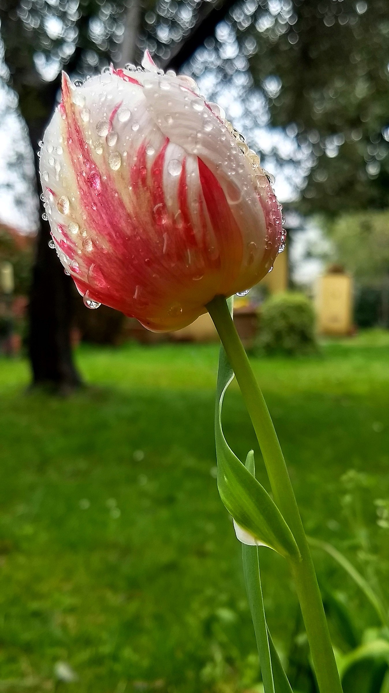 Tulip