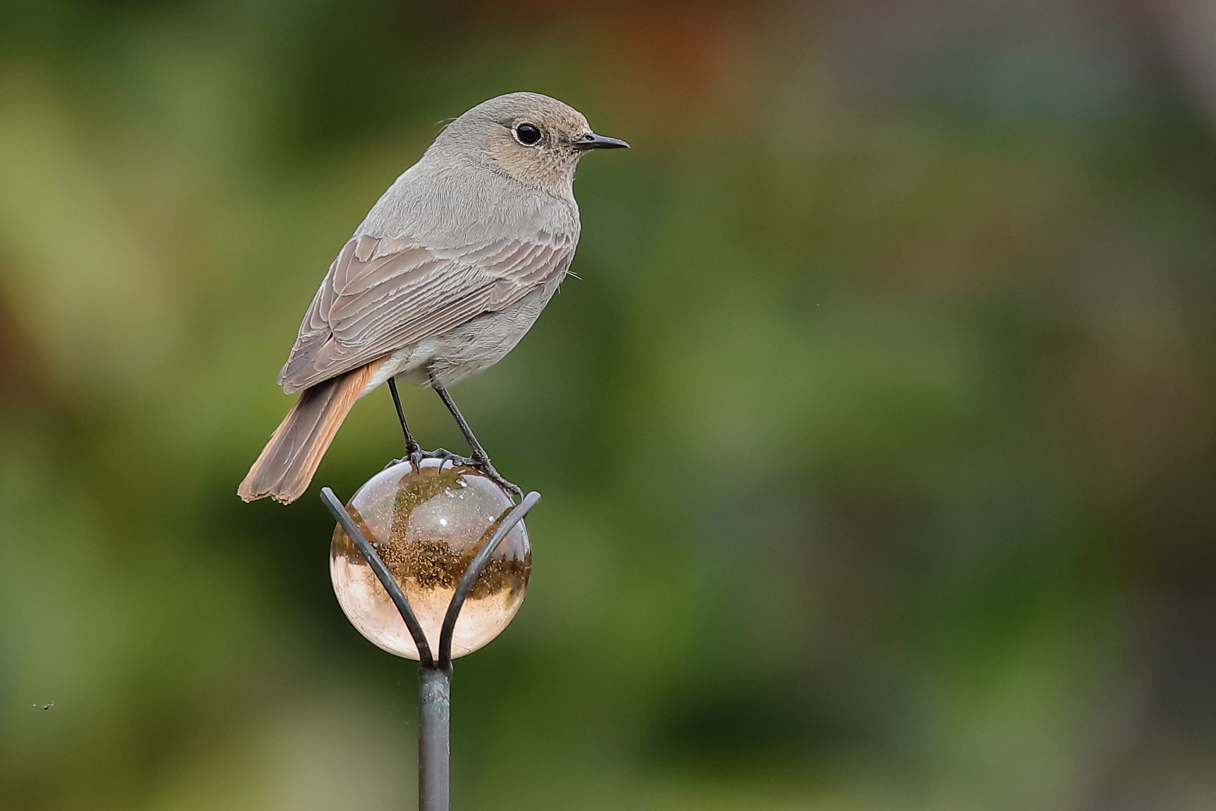 Phoenicurus phoenicurus