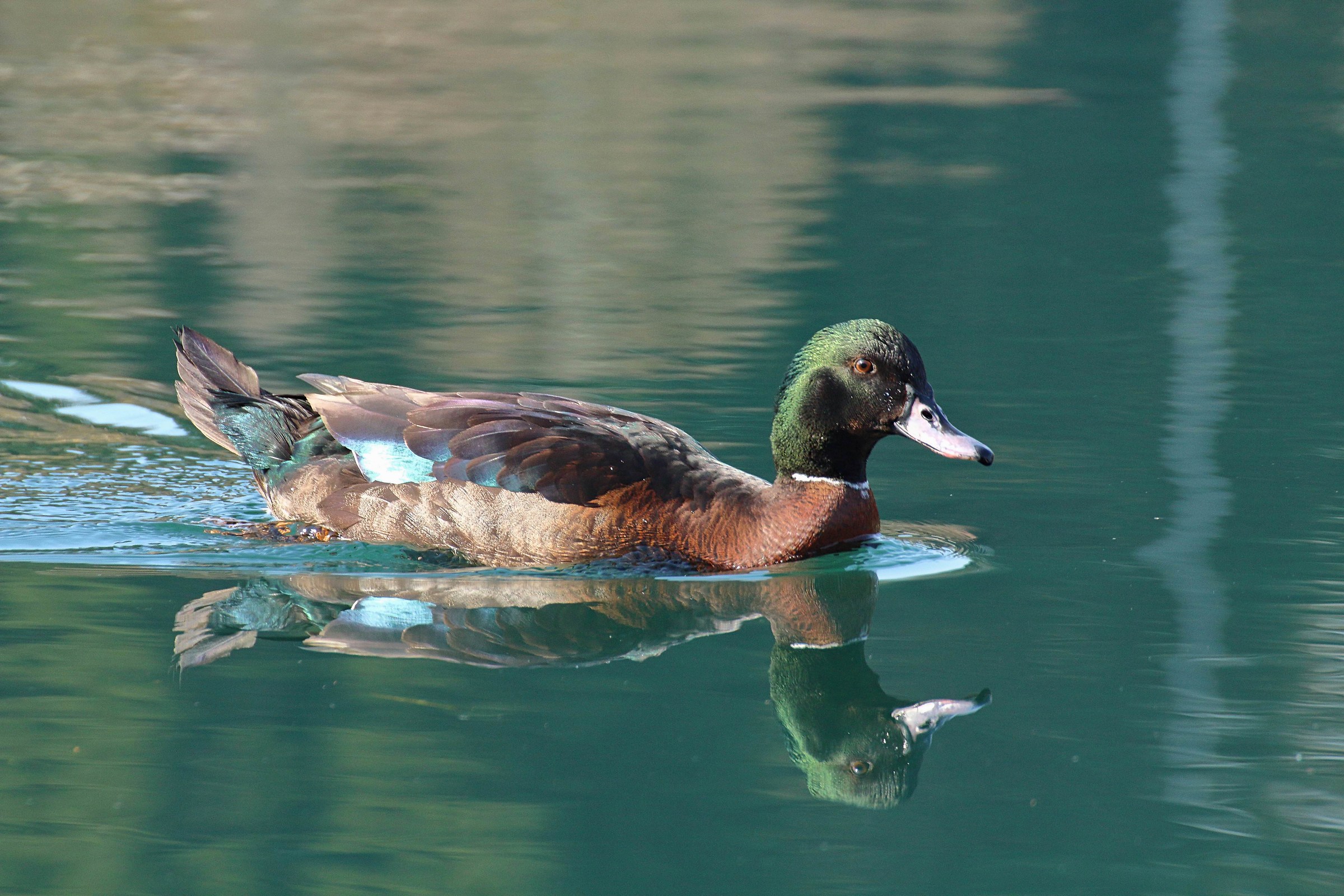 Hybrid in the mirror