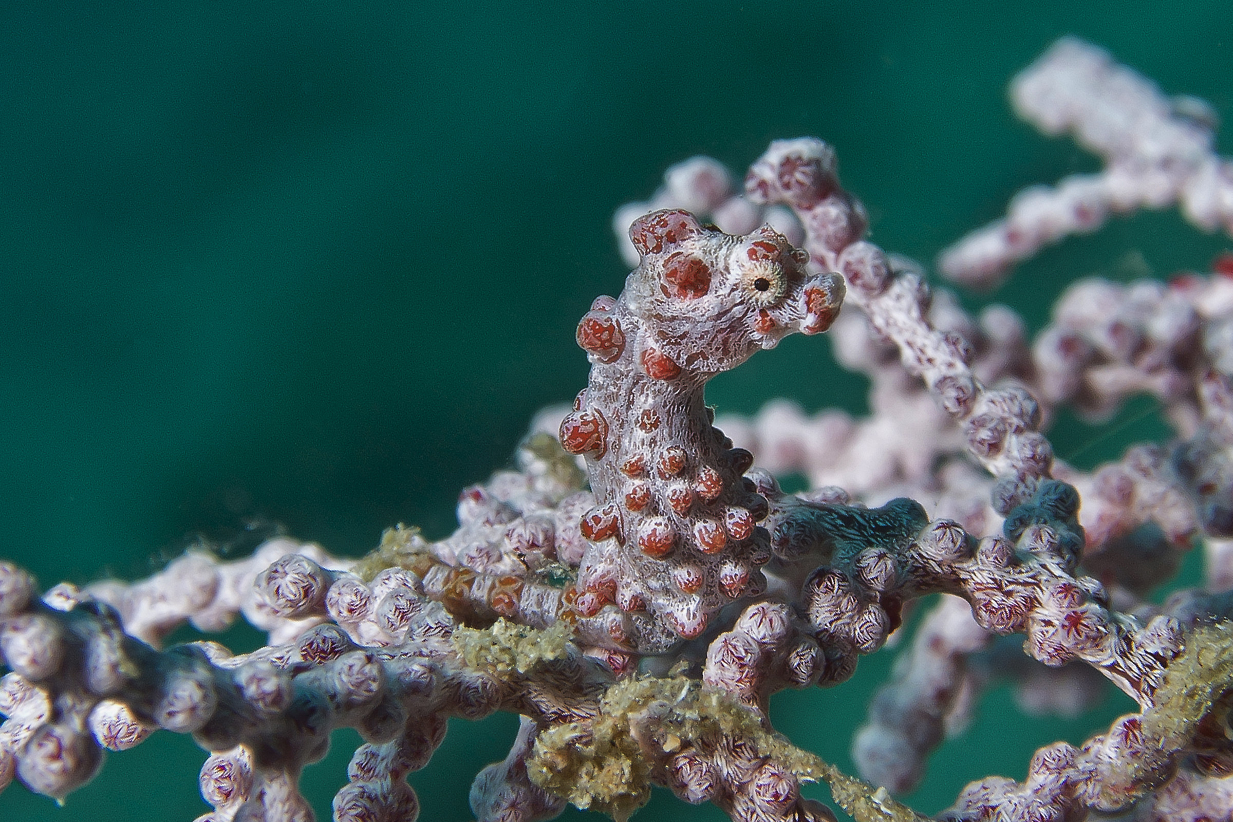 Hippocampus bargibanti