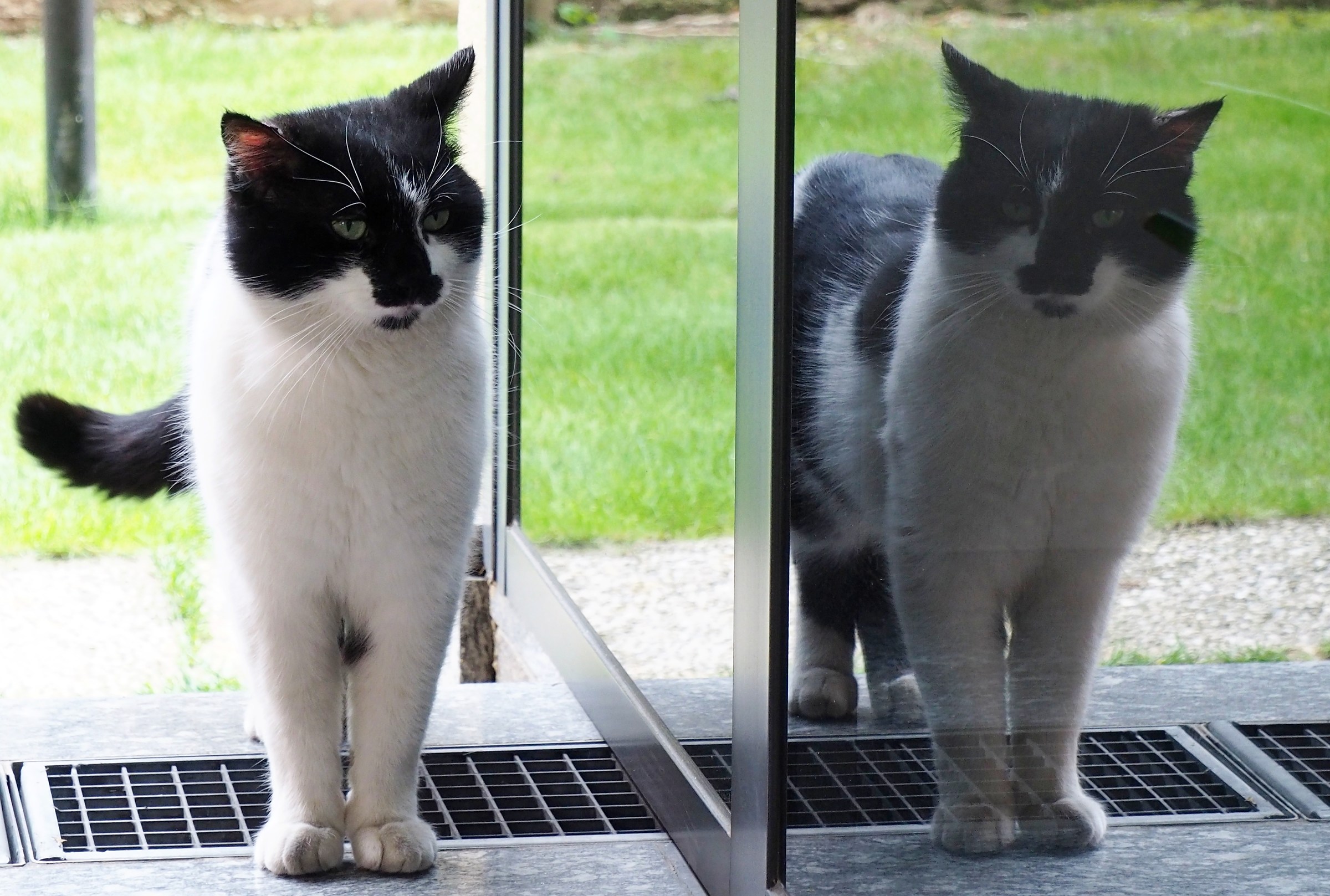 Pizzetto, gatto vanitoso.