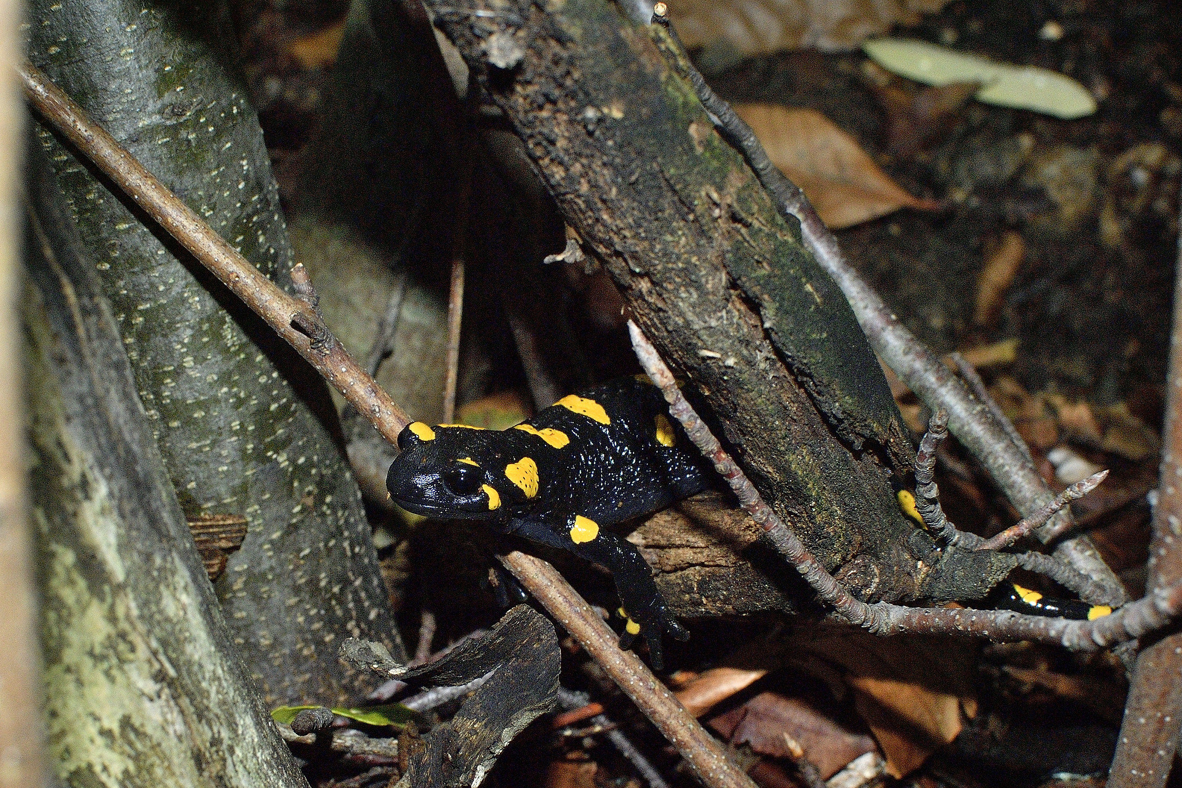 Salamandra pezzata