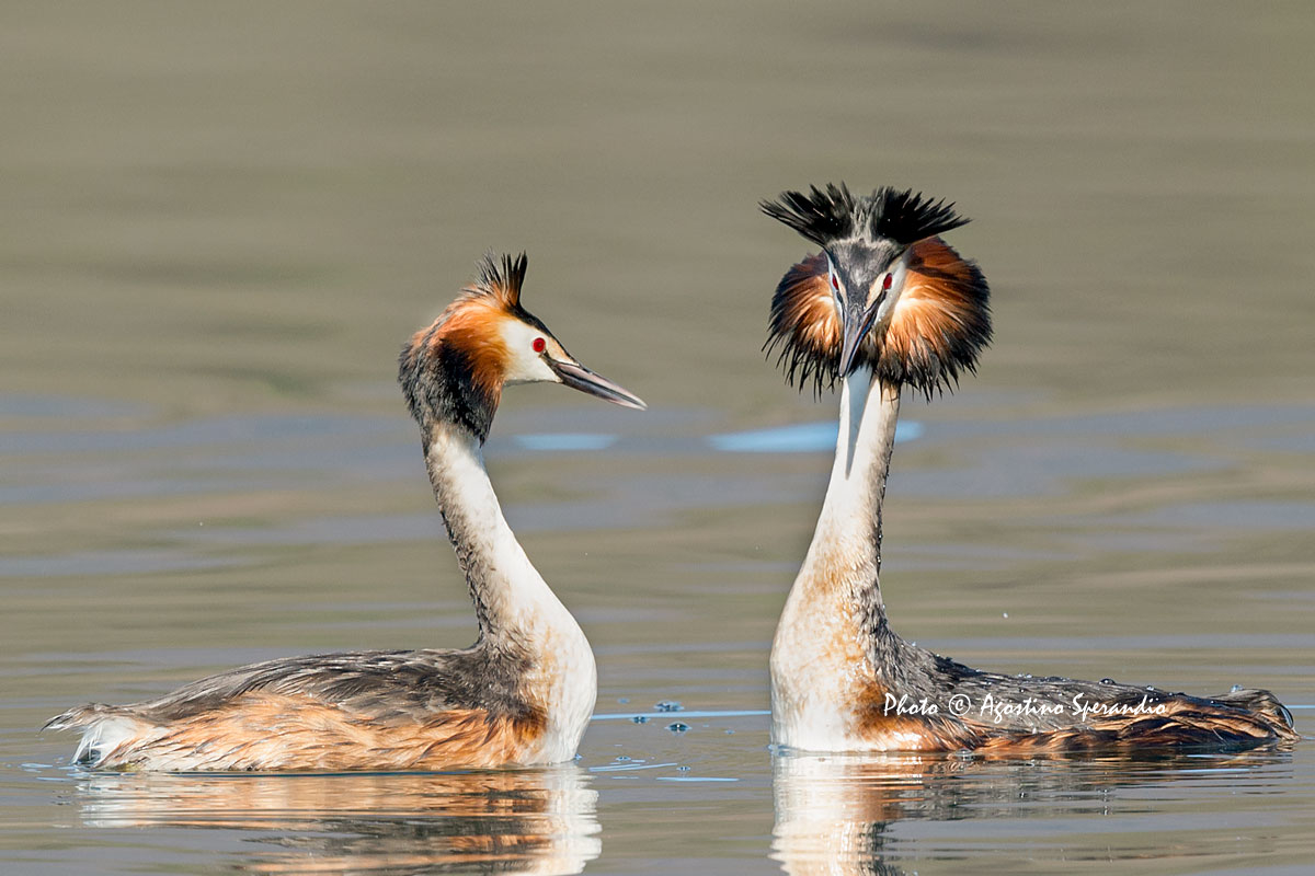 Great Crested Grebe