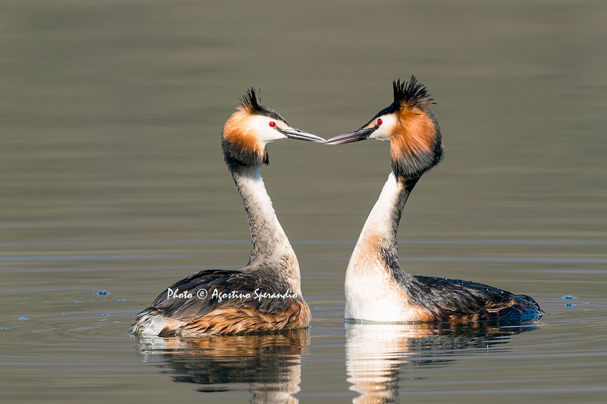 Great Crested Grebe