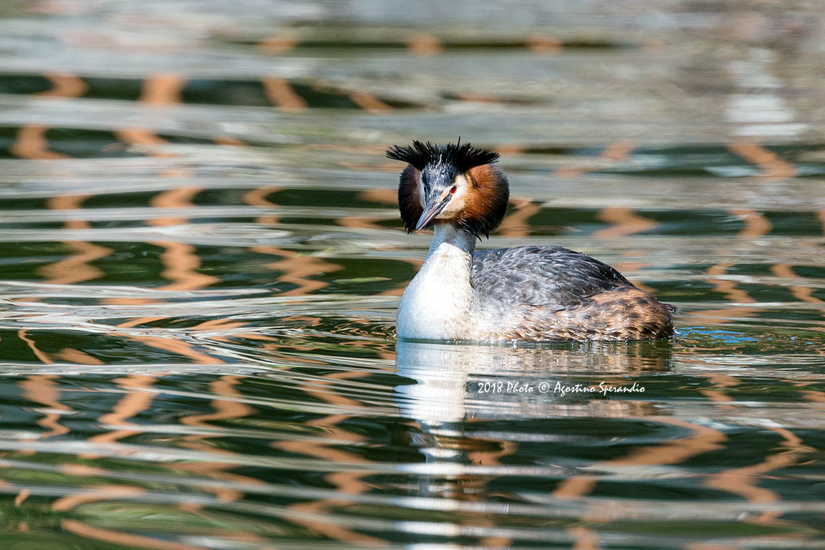 Great Crested Grebe