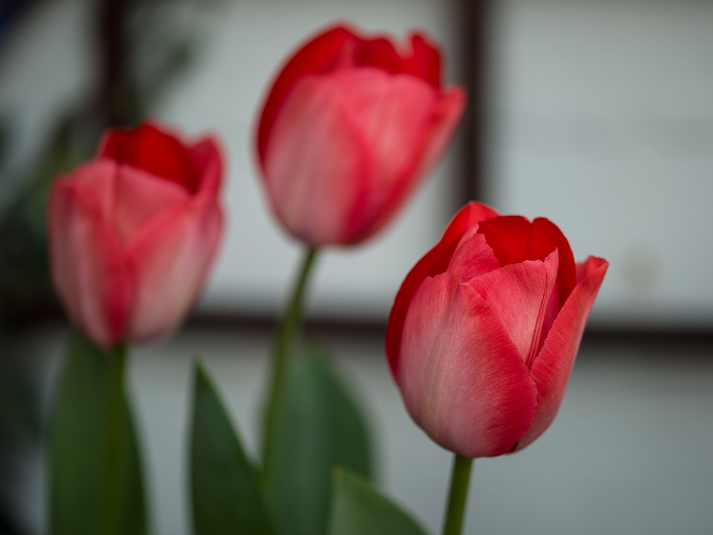 I tre tulipani......