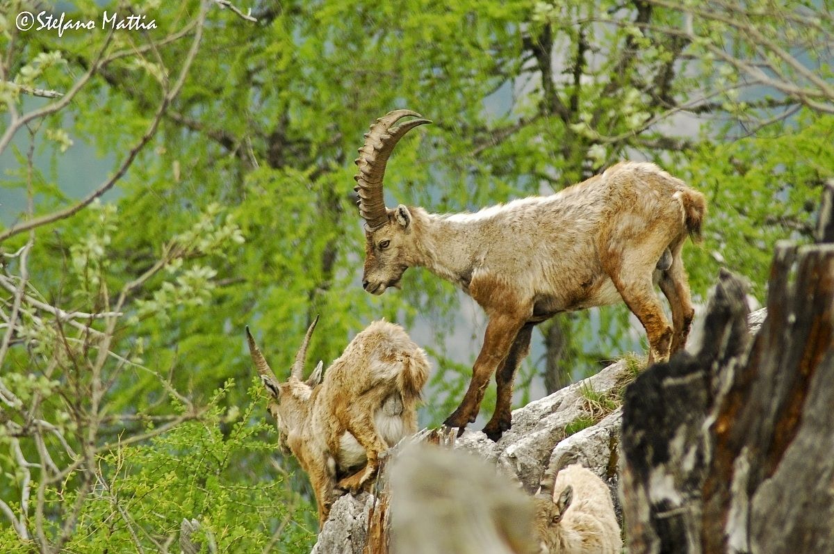 Ibex