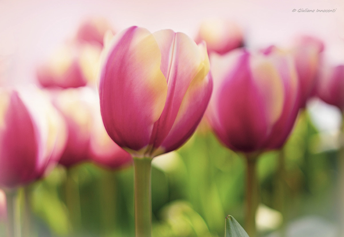 La primavera è arrivata