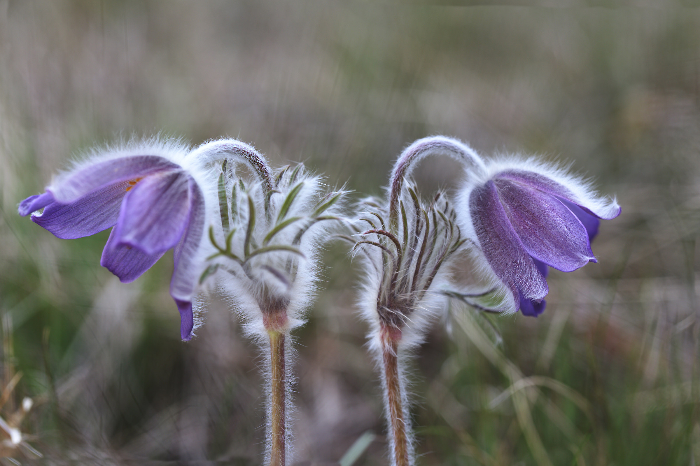Pulsatilla.