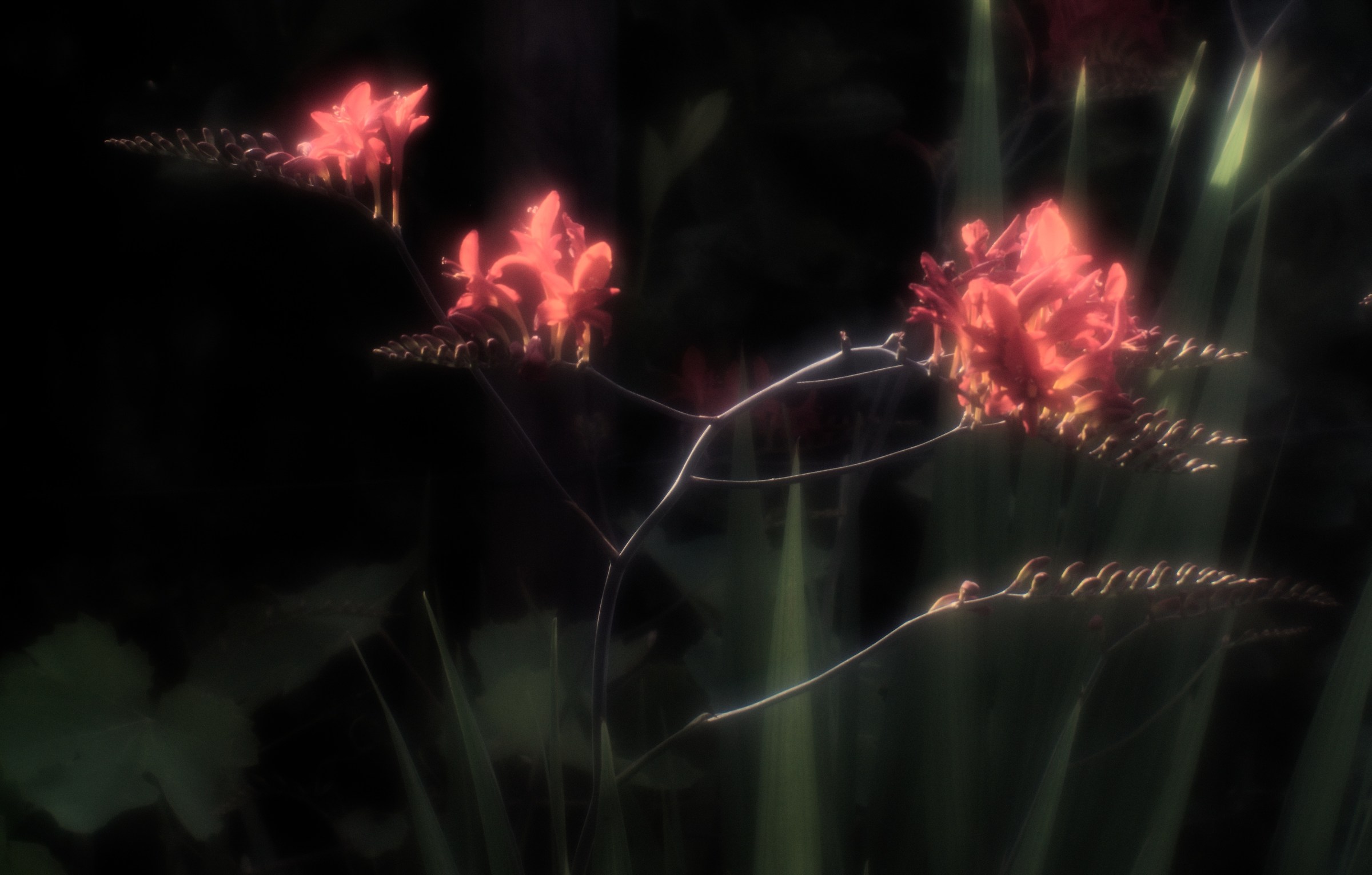 Fiori / Houghton Ensign 2½ del 1920