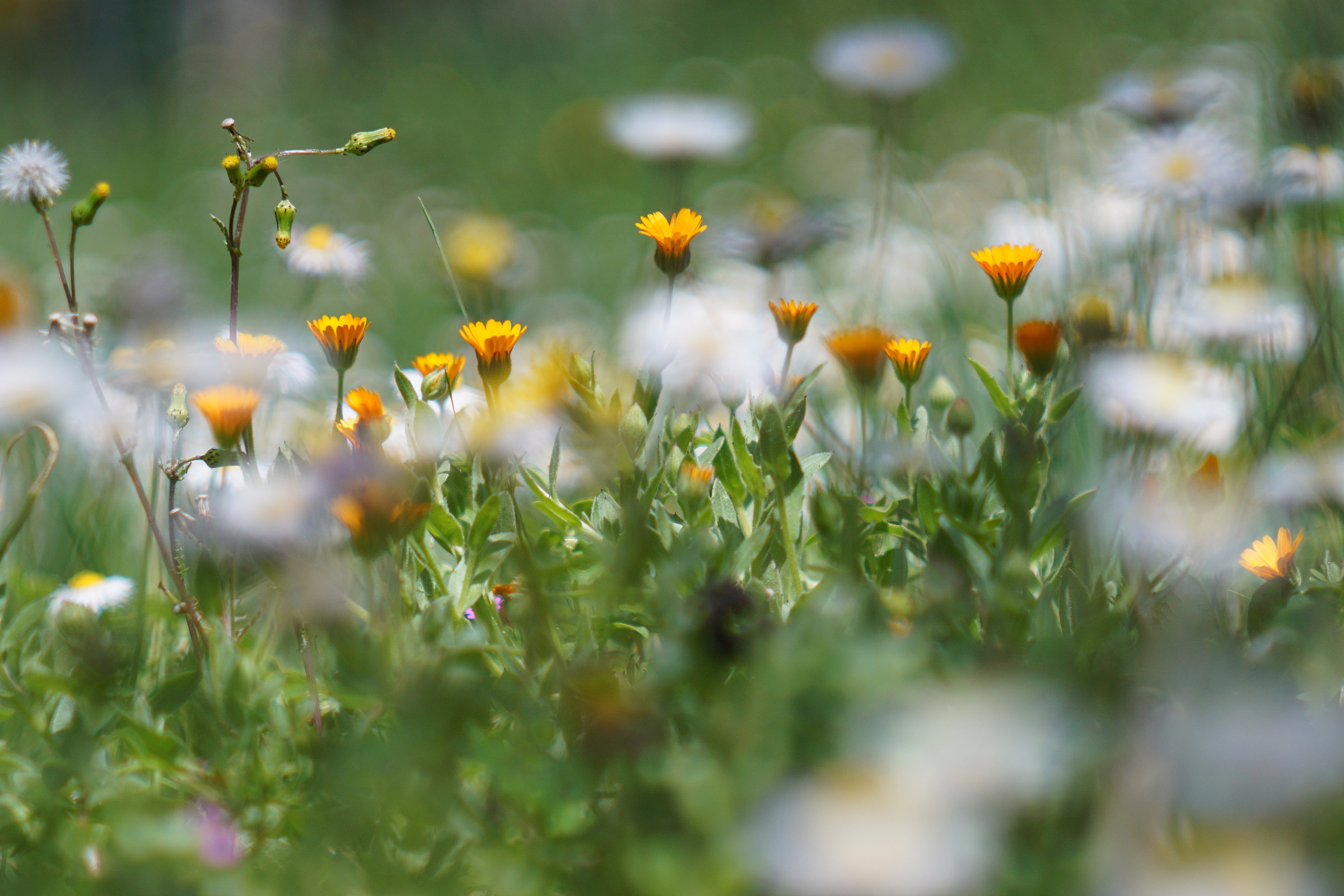 calendula and senecio