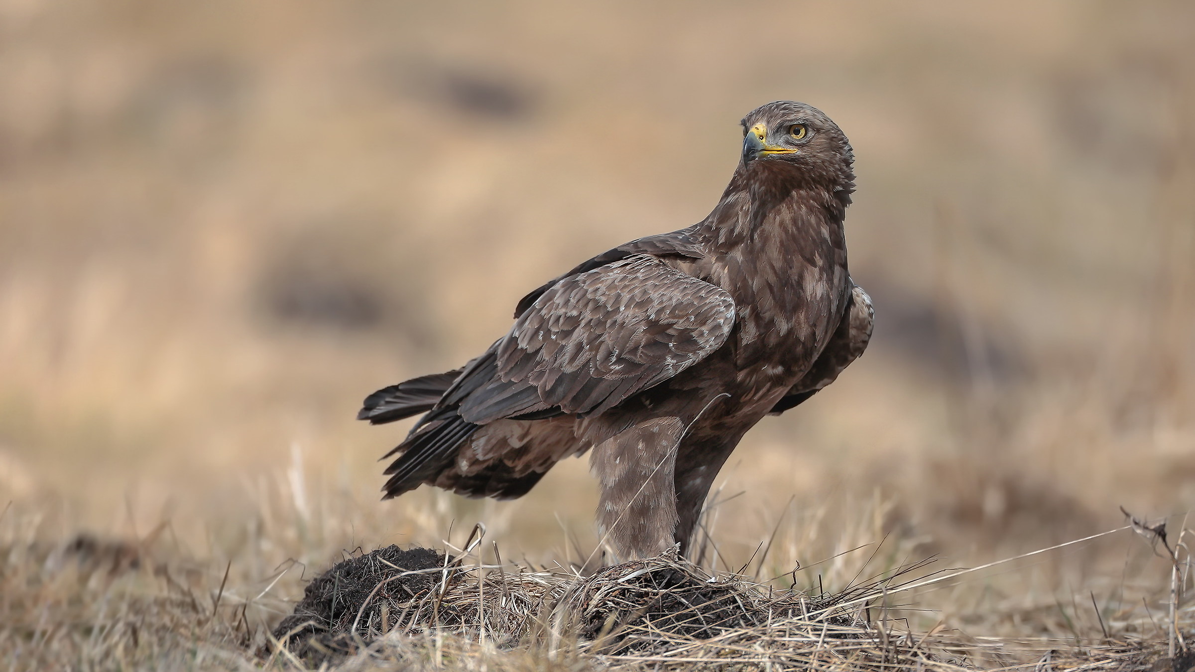 Aquila anatraia minore