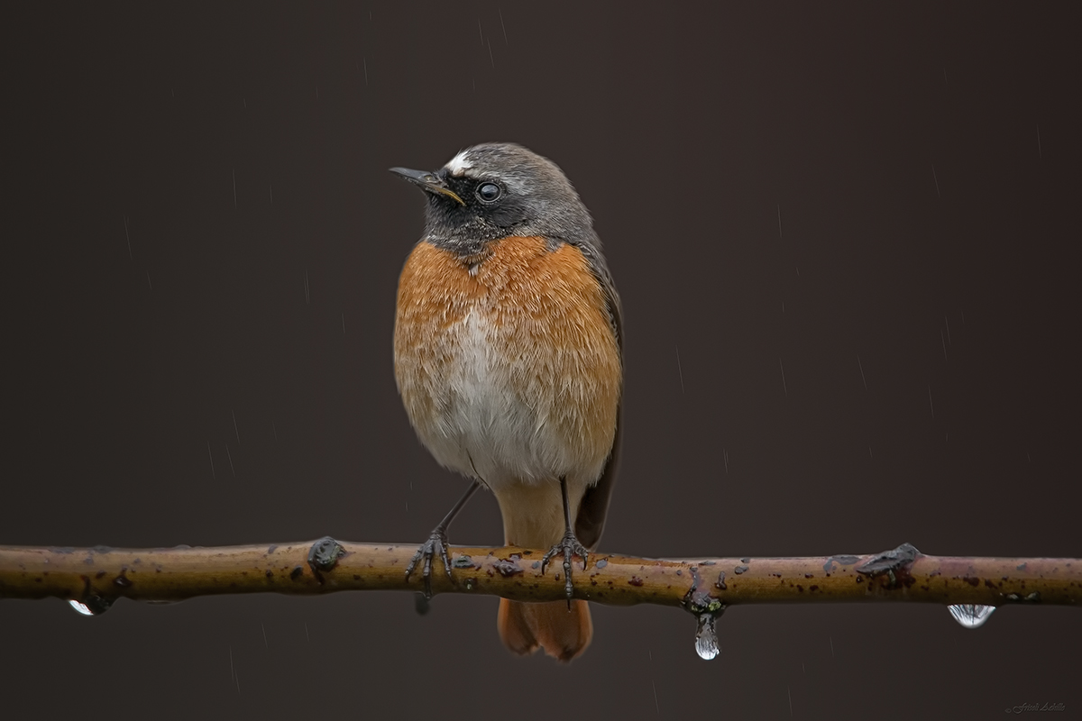 Common Redstart today still raining but it comes out the sam...