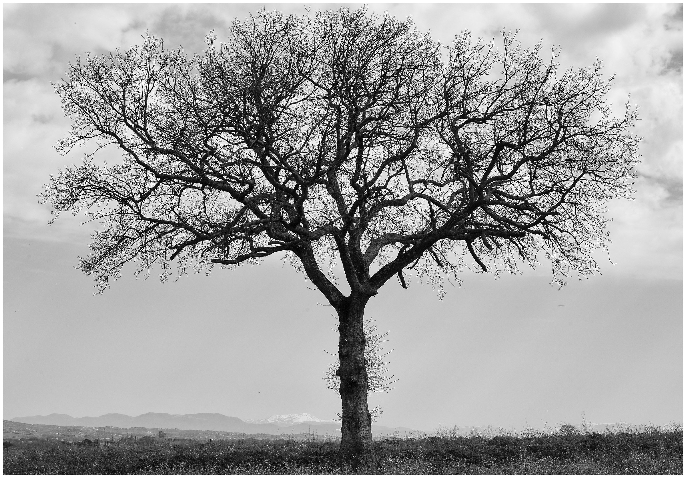 L'albero solitario...