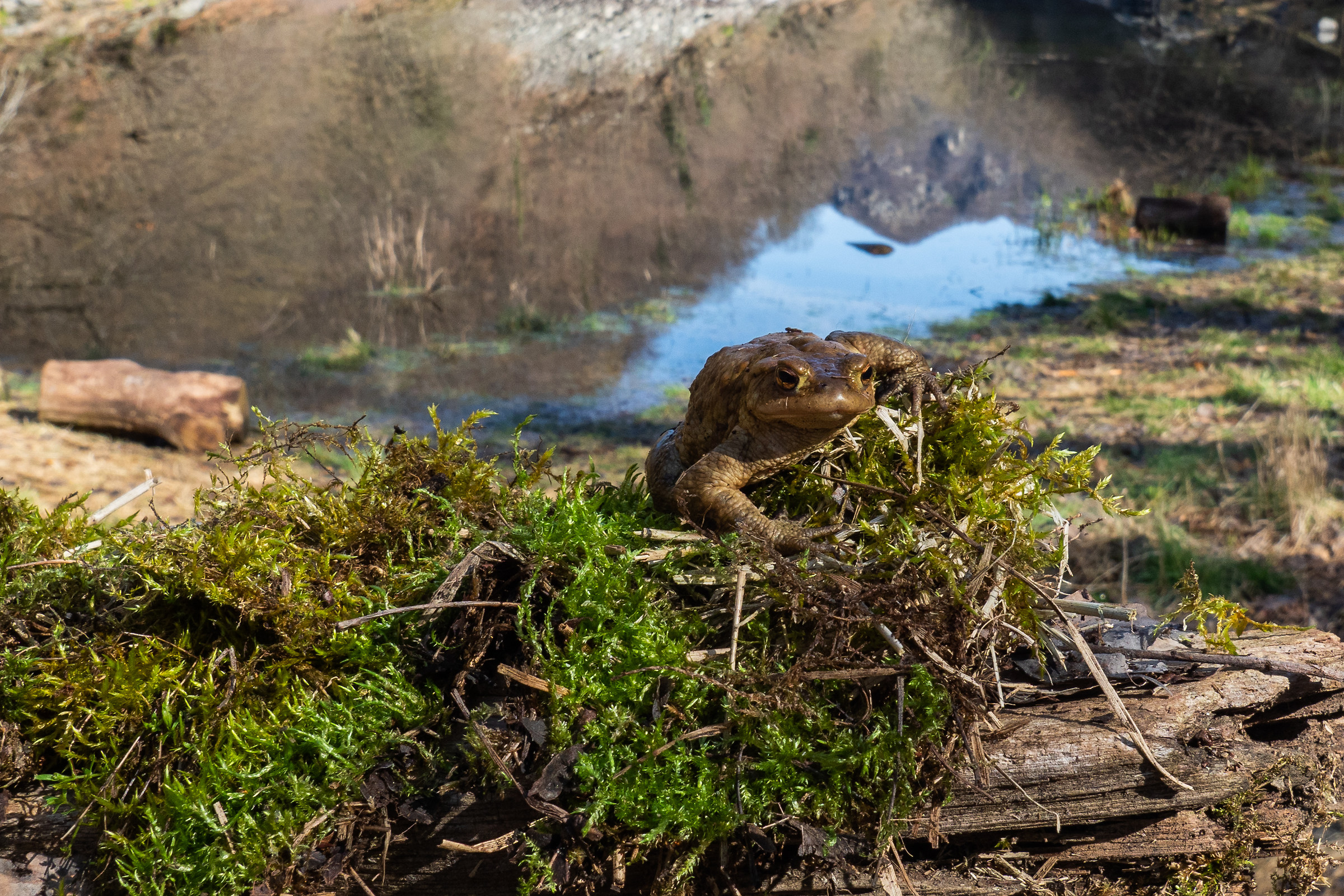 Toad Lake St. Augustine roccapietra varallo