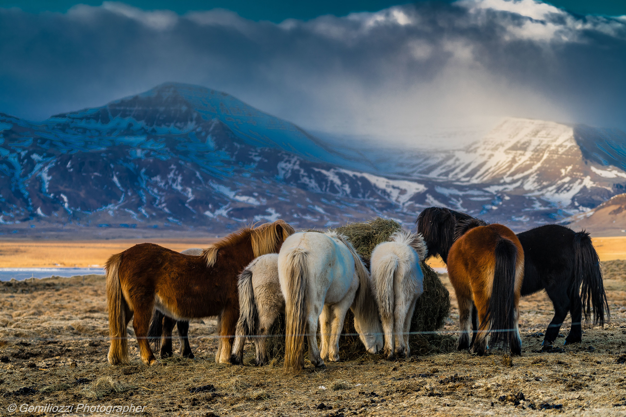 2018 Iceland Icelandic horses