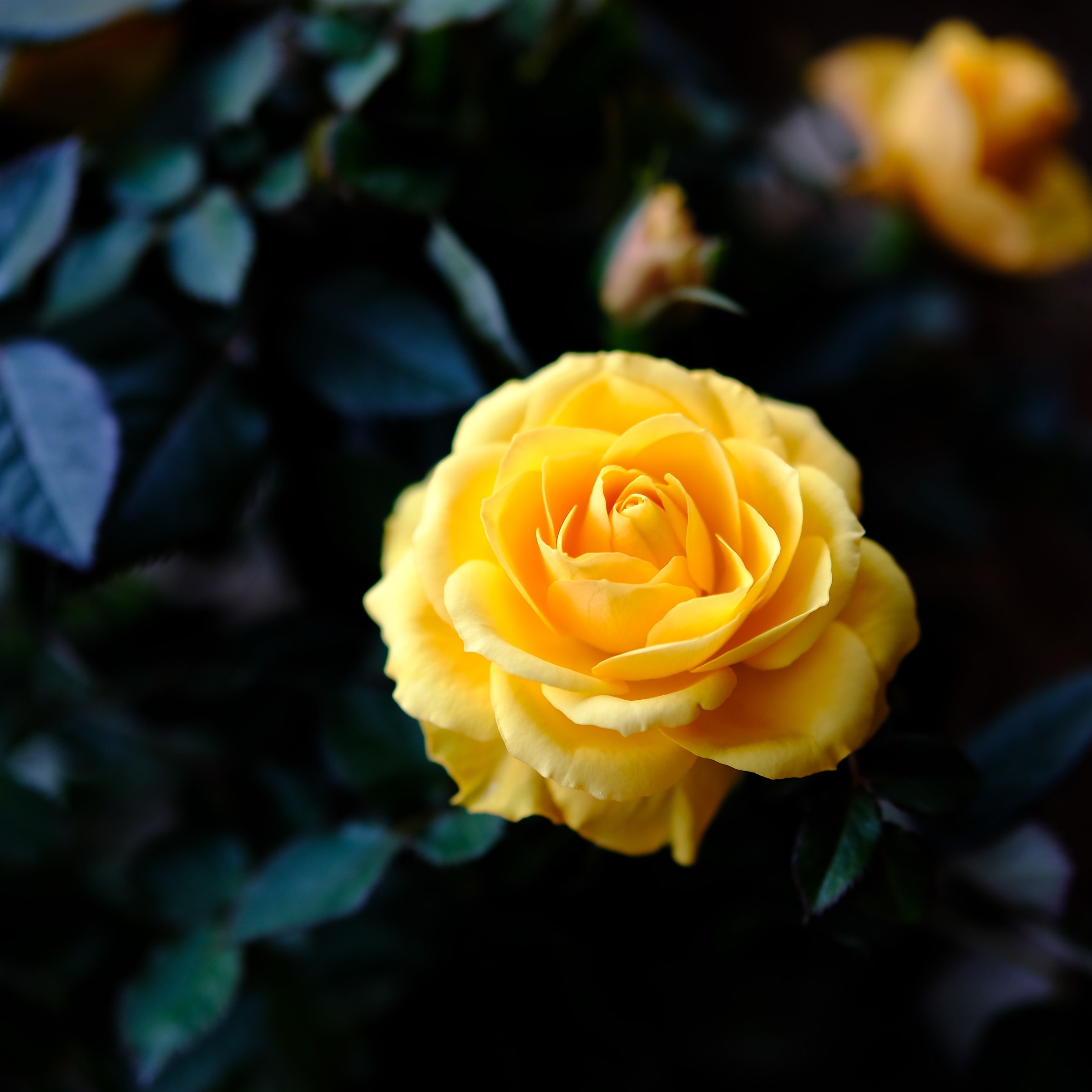 One of my yellow roses