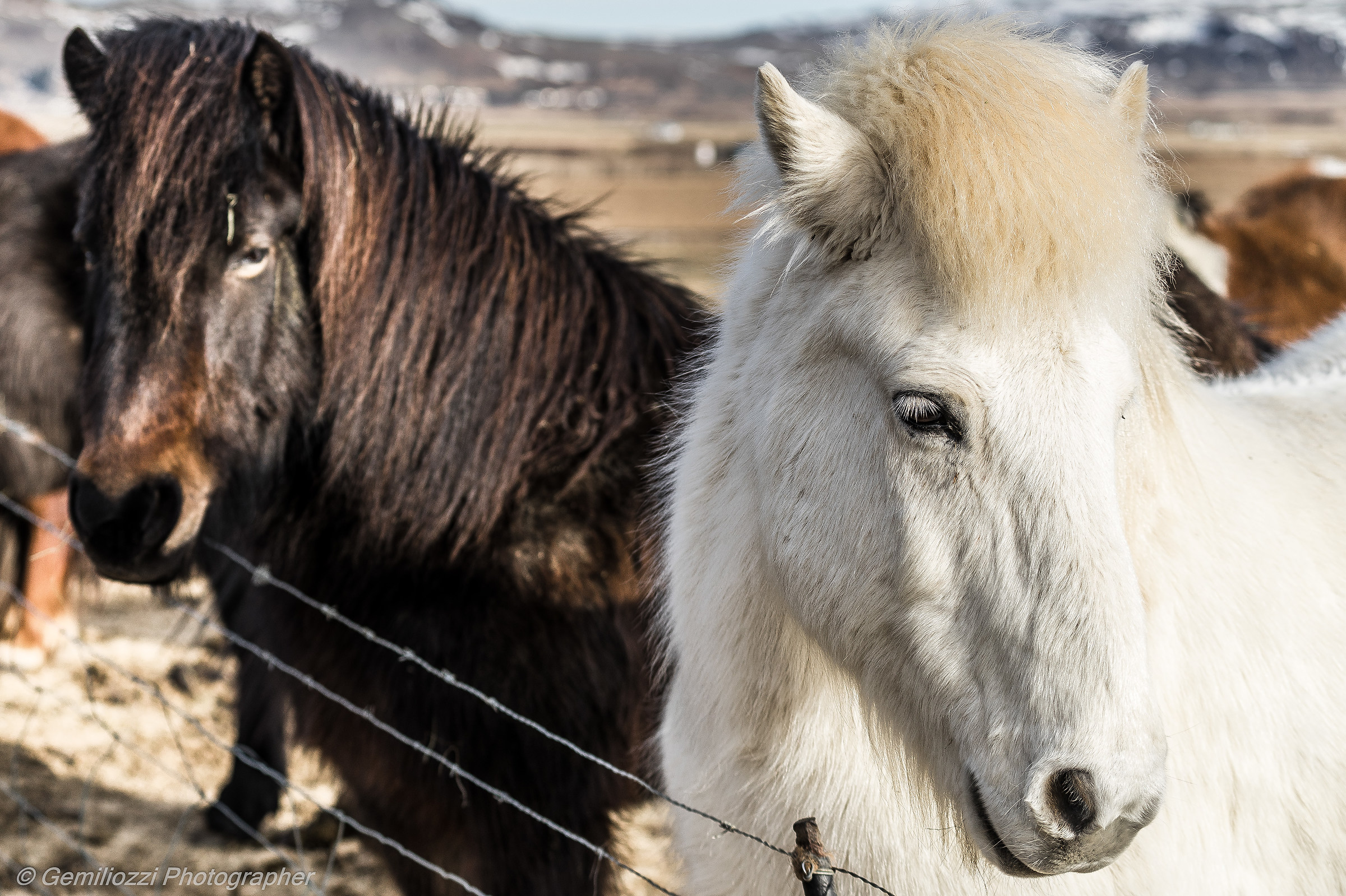 2018 Iceland Icelandic horses