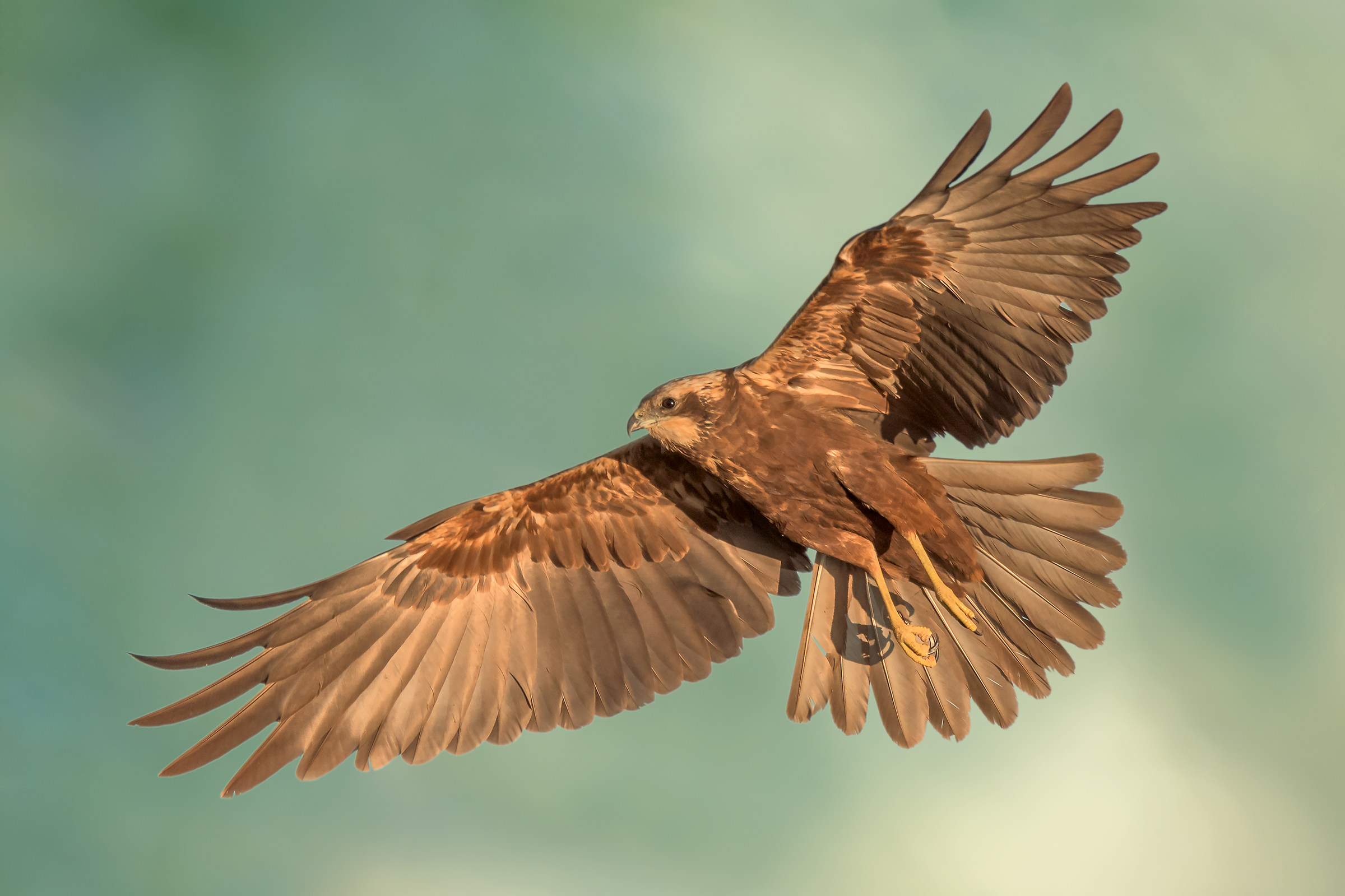Western Marsh Harrier