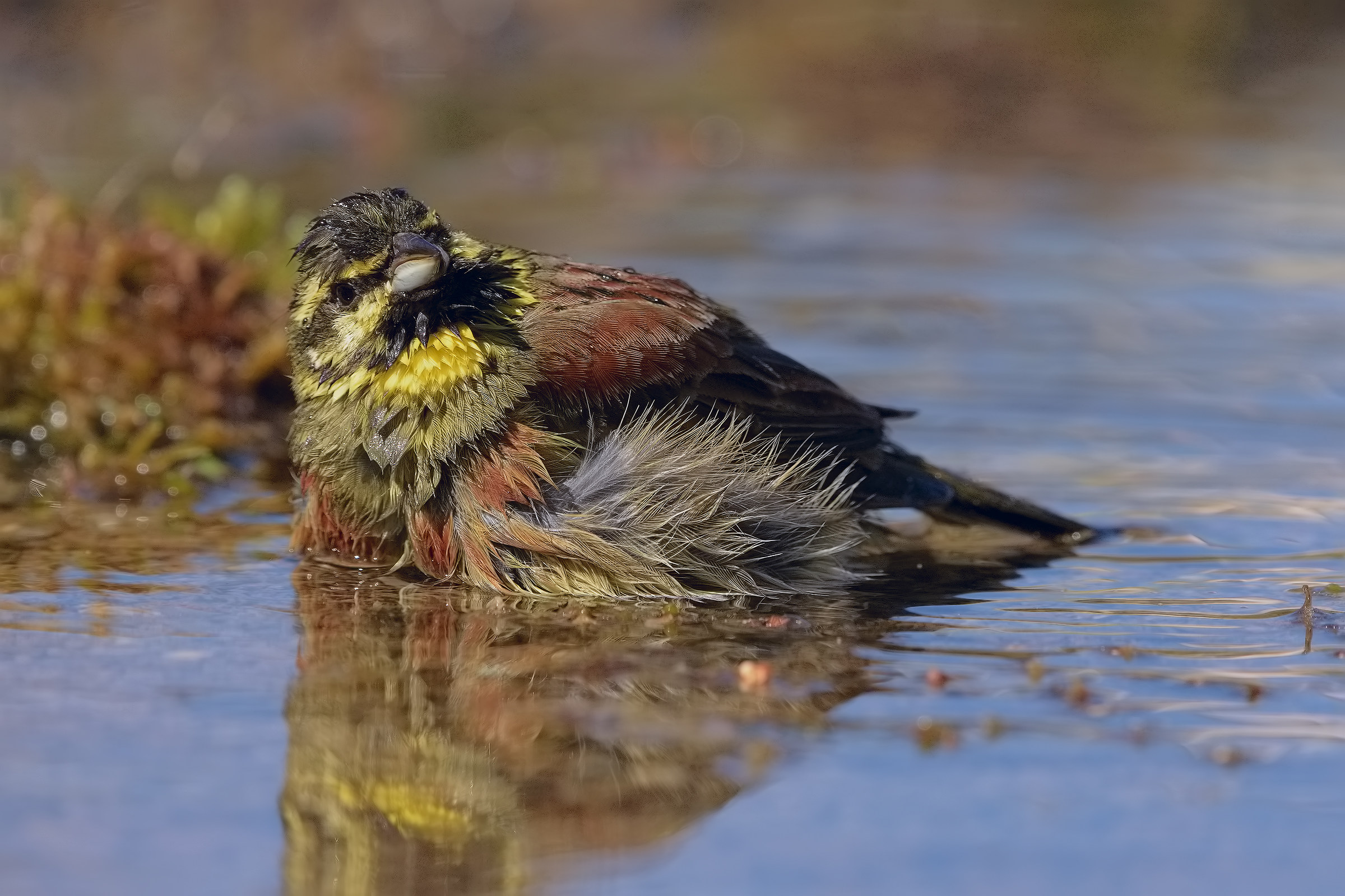 zigolo to the bathroom