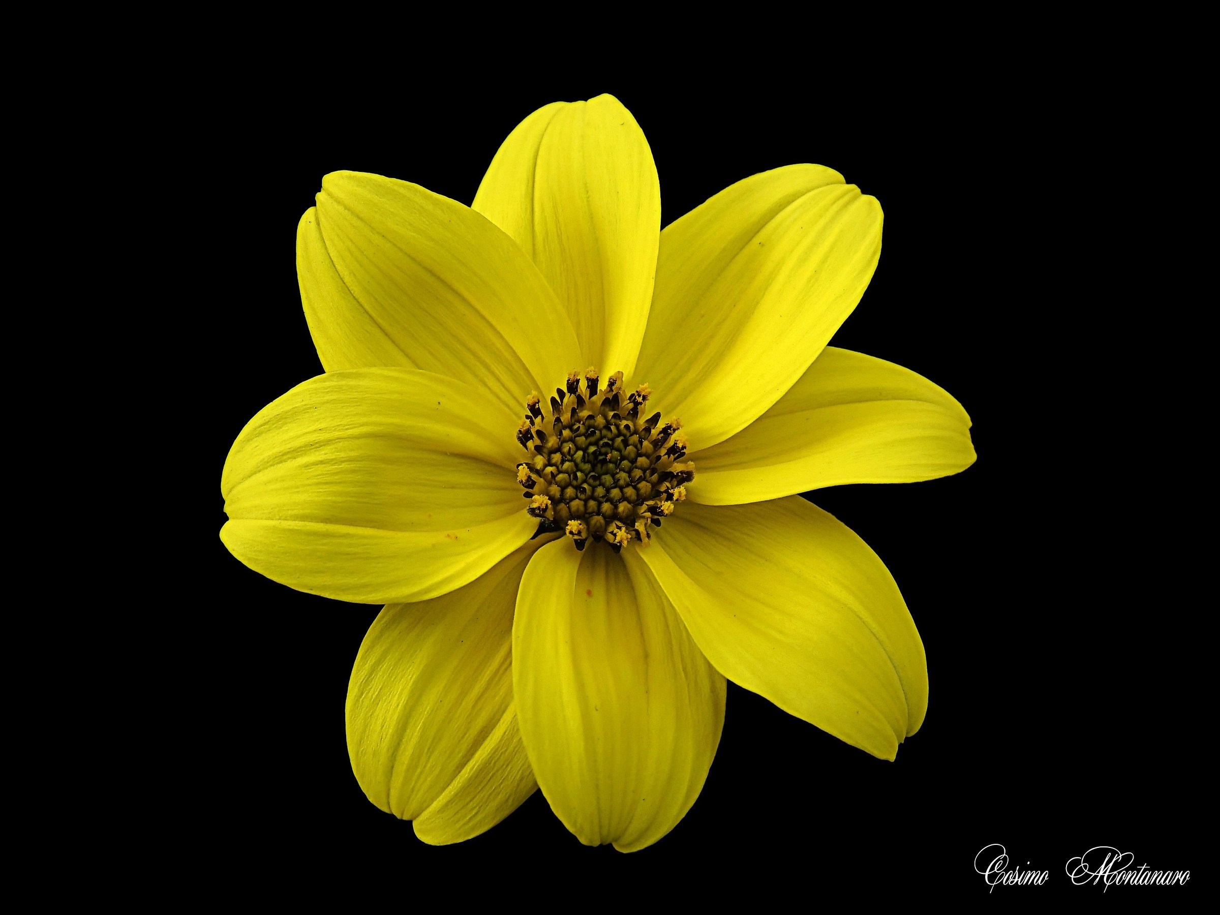 Yellow (Bidens ferulifolia)