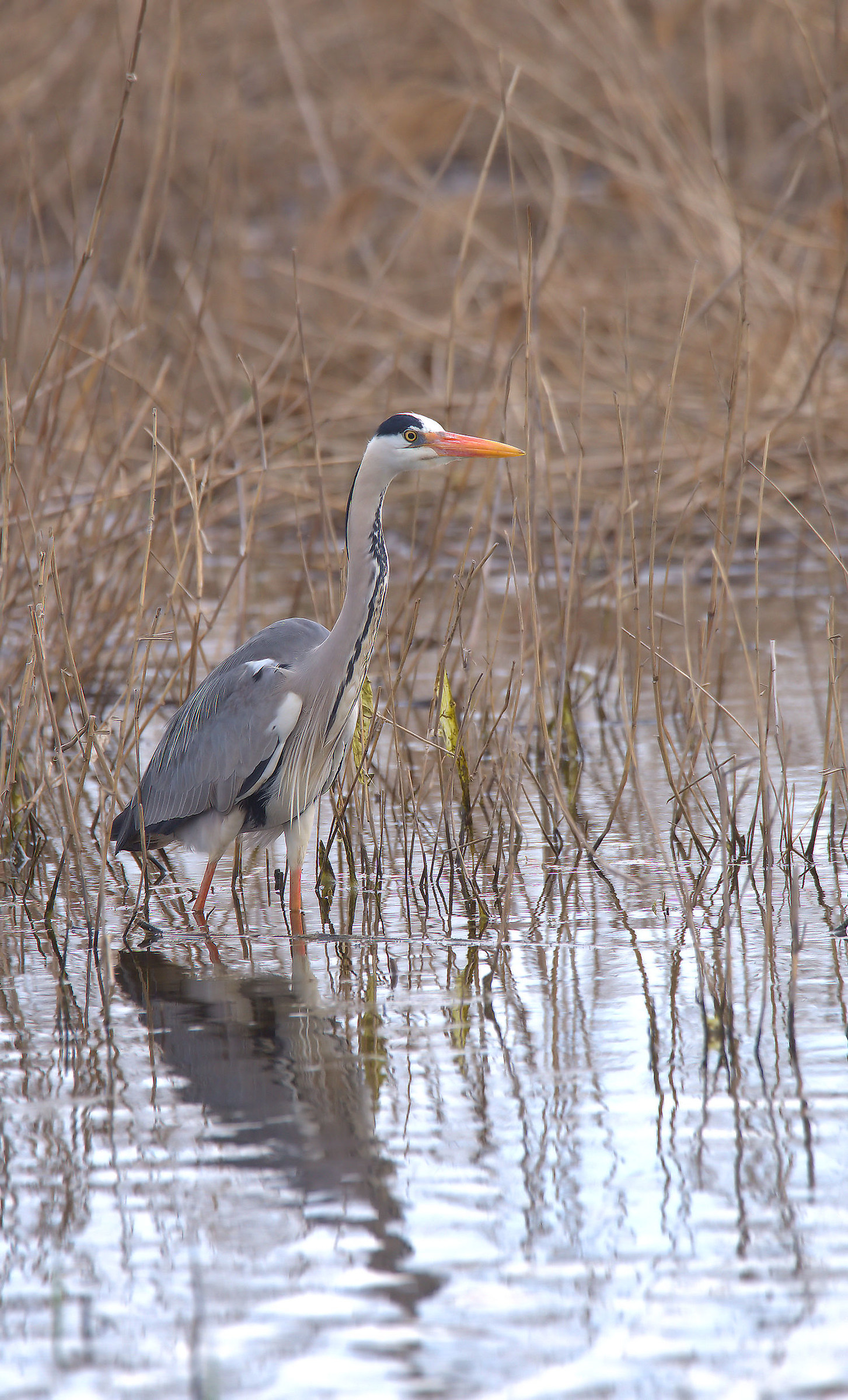 Grey heron