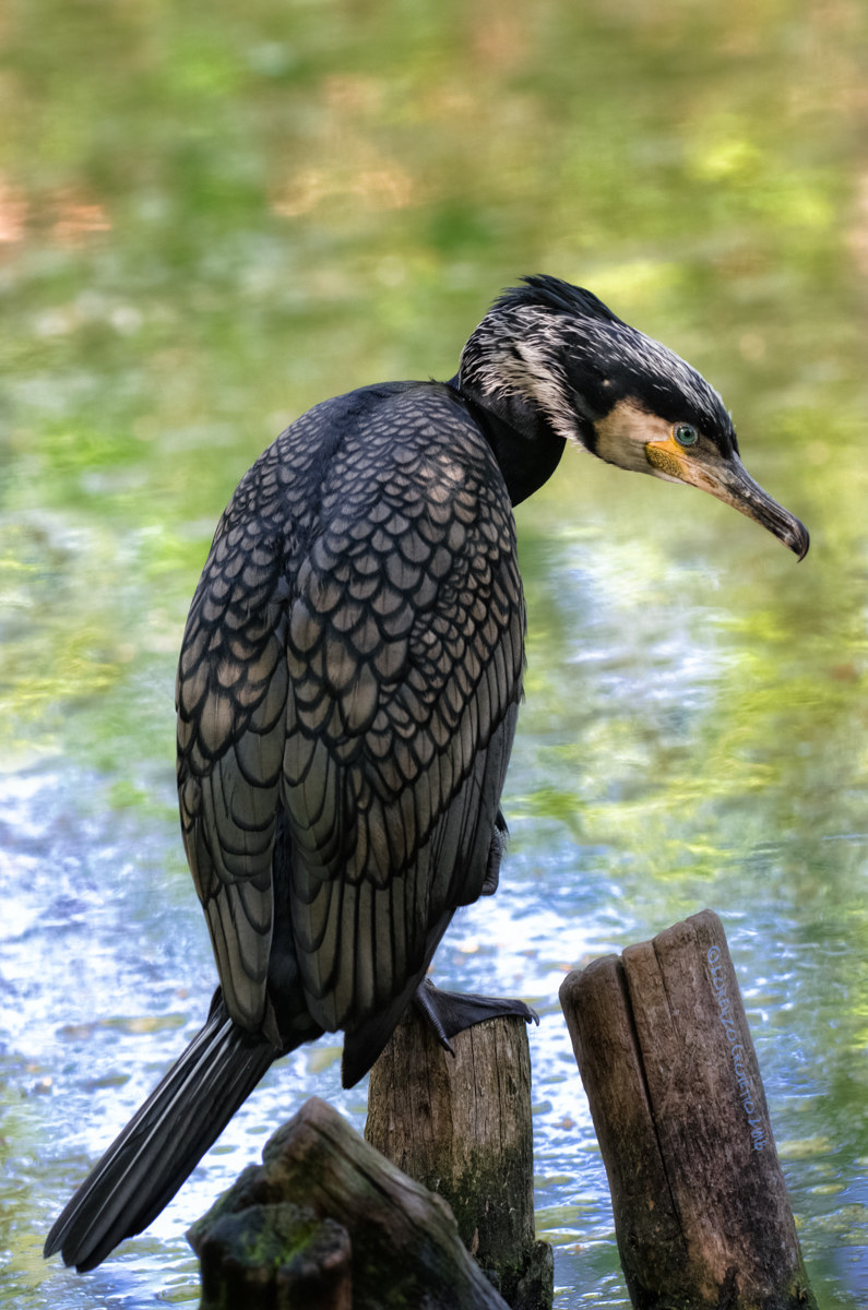 The Cormorant