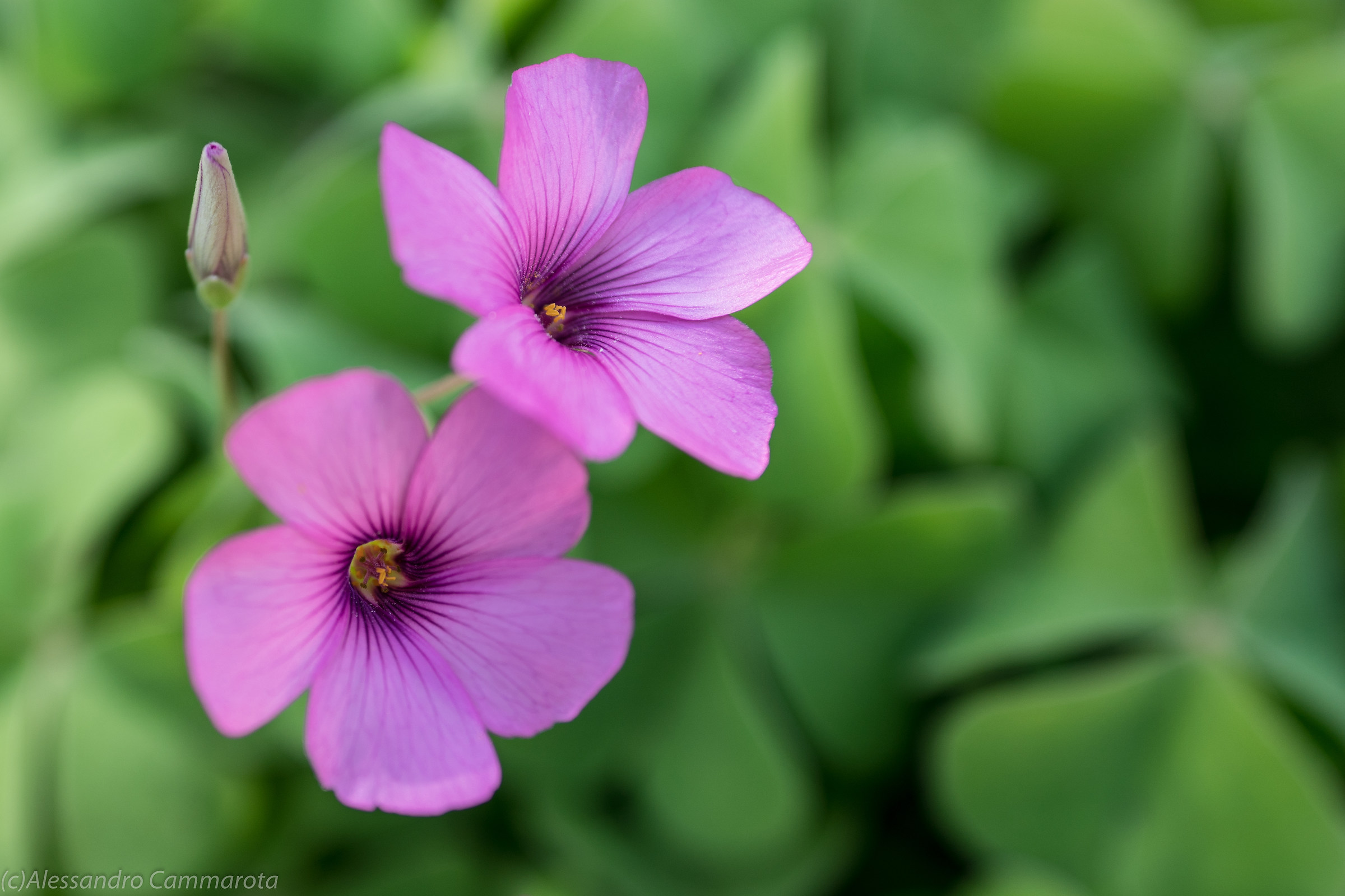 I follow a scent that's coming