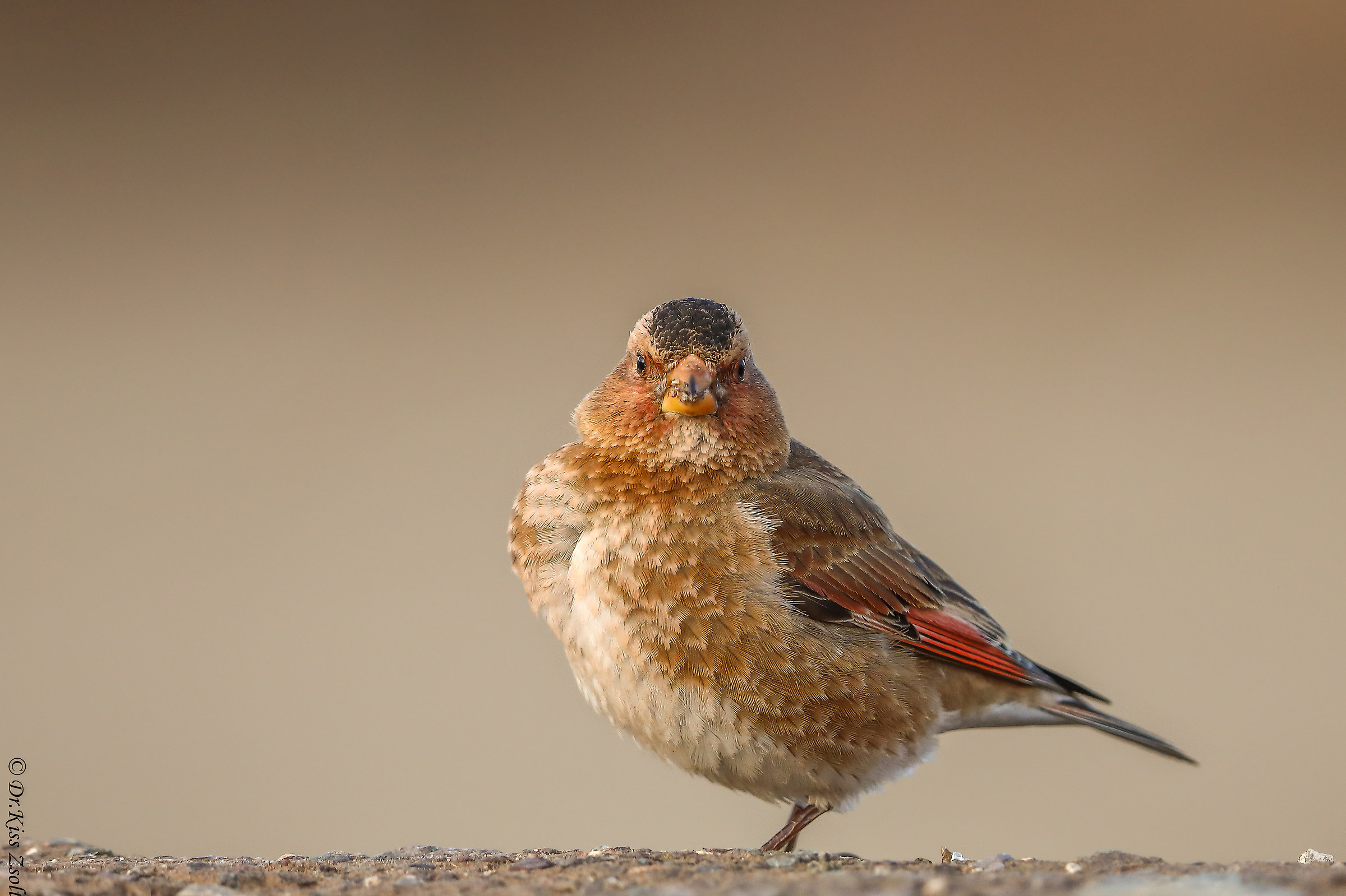 Crimson-winged Finch