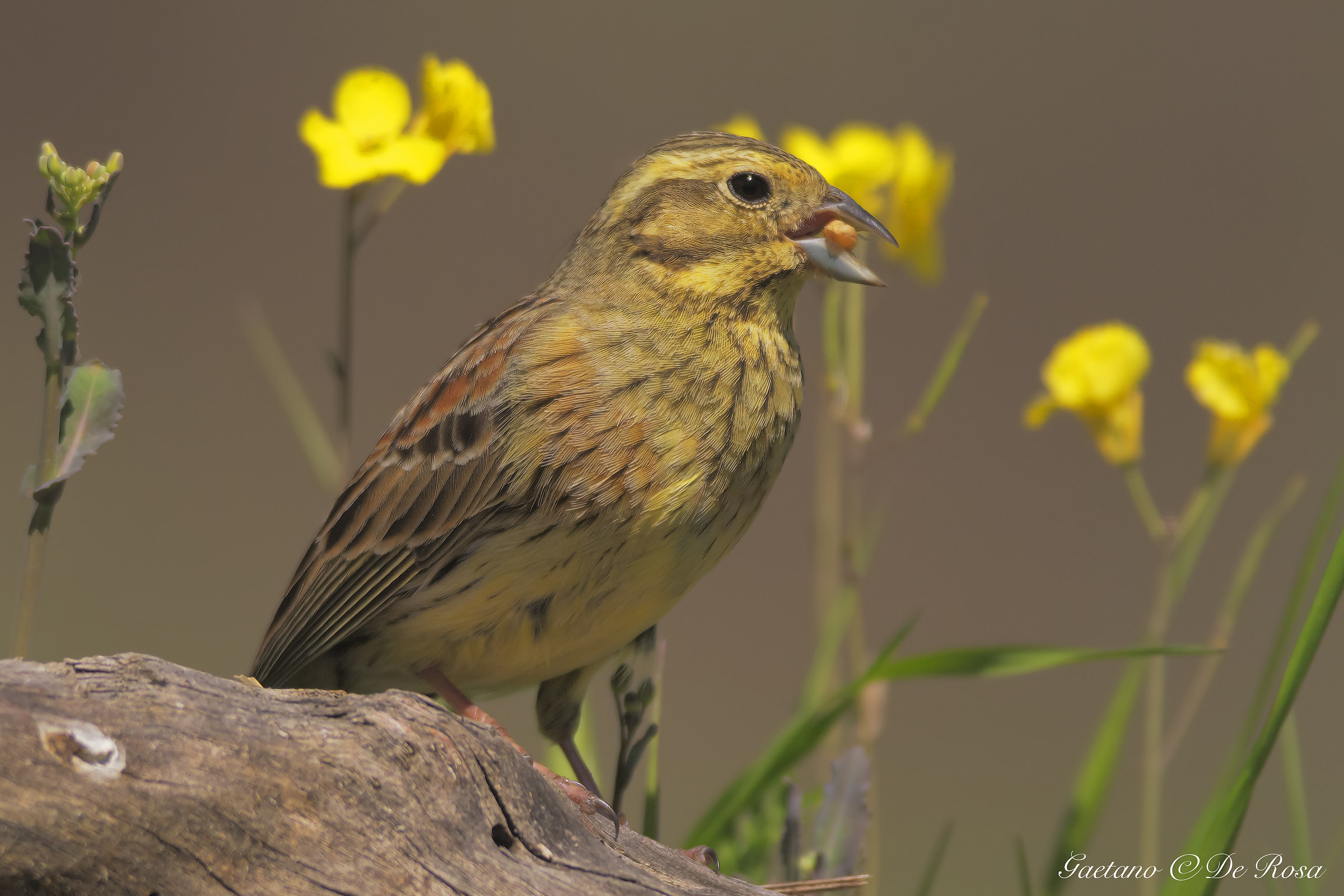 Cirl Bunting