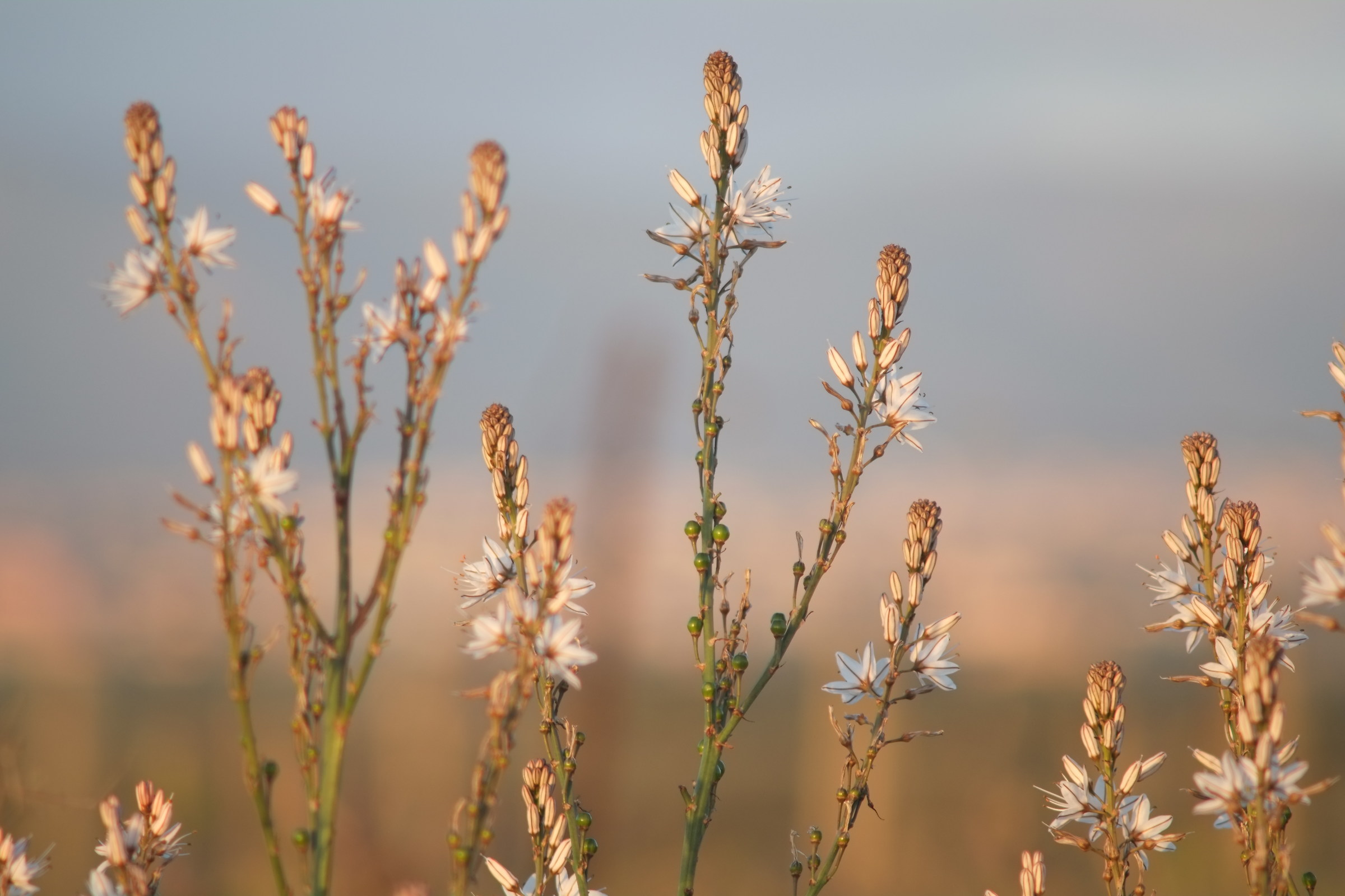Flora della nostra campagna di Serdiana