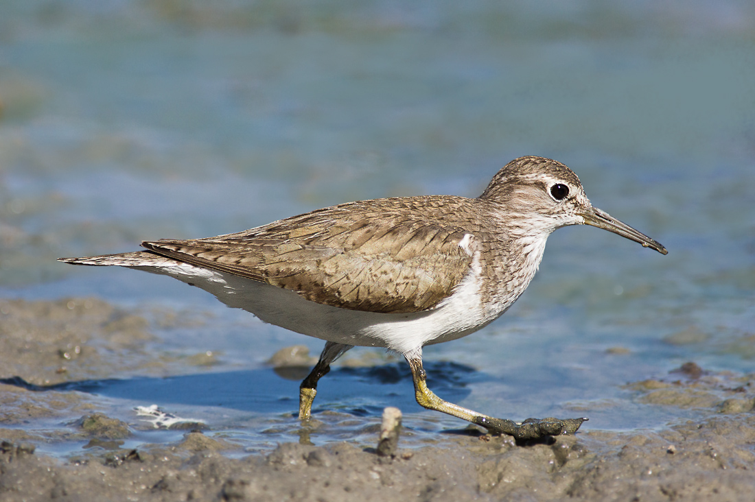 sandpiper