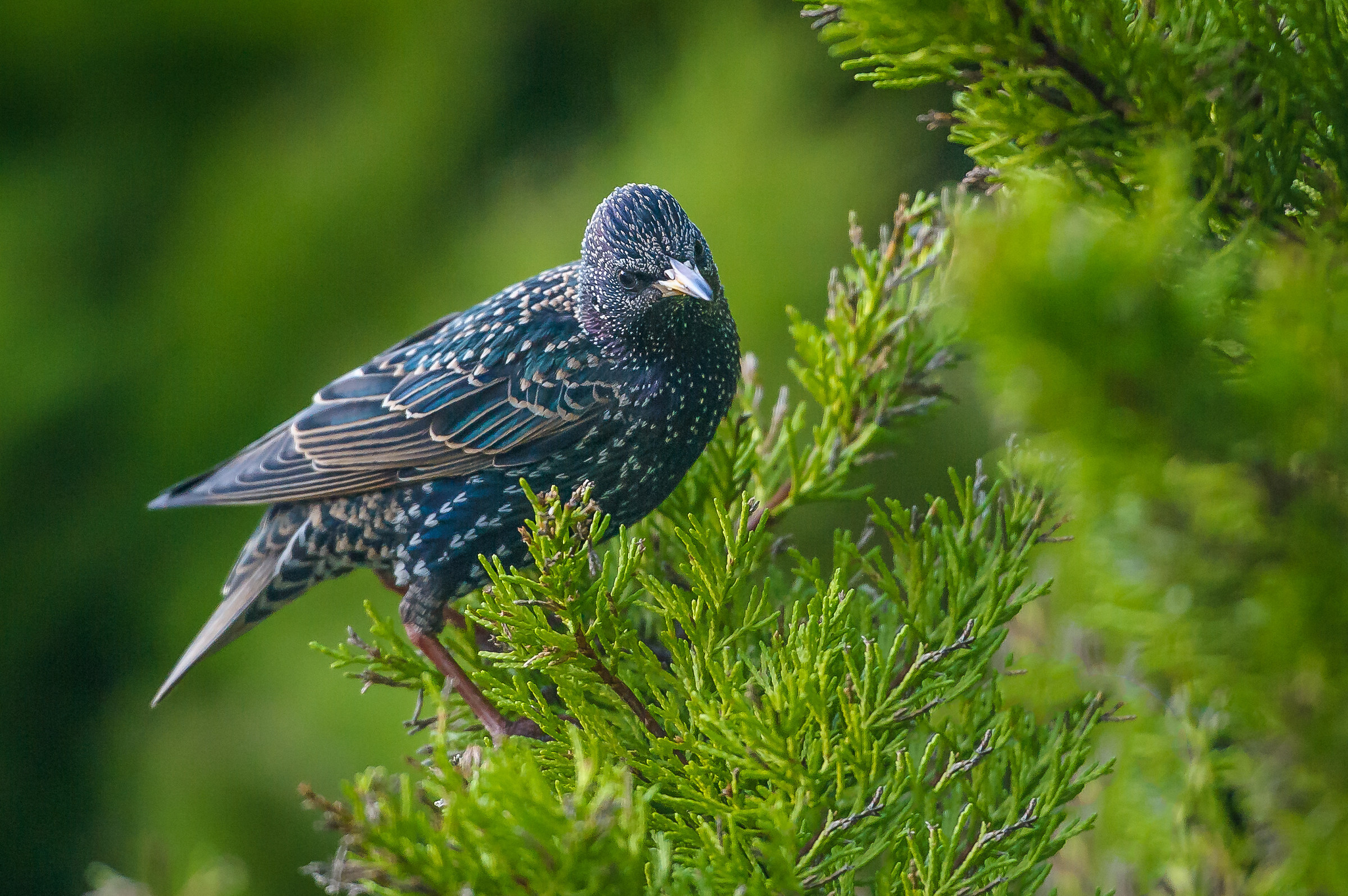 Starling