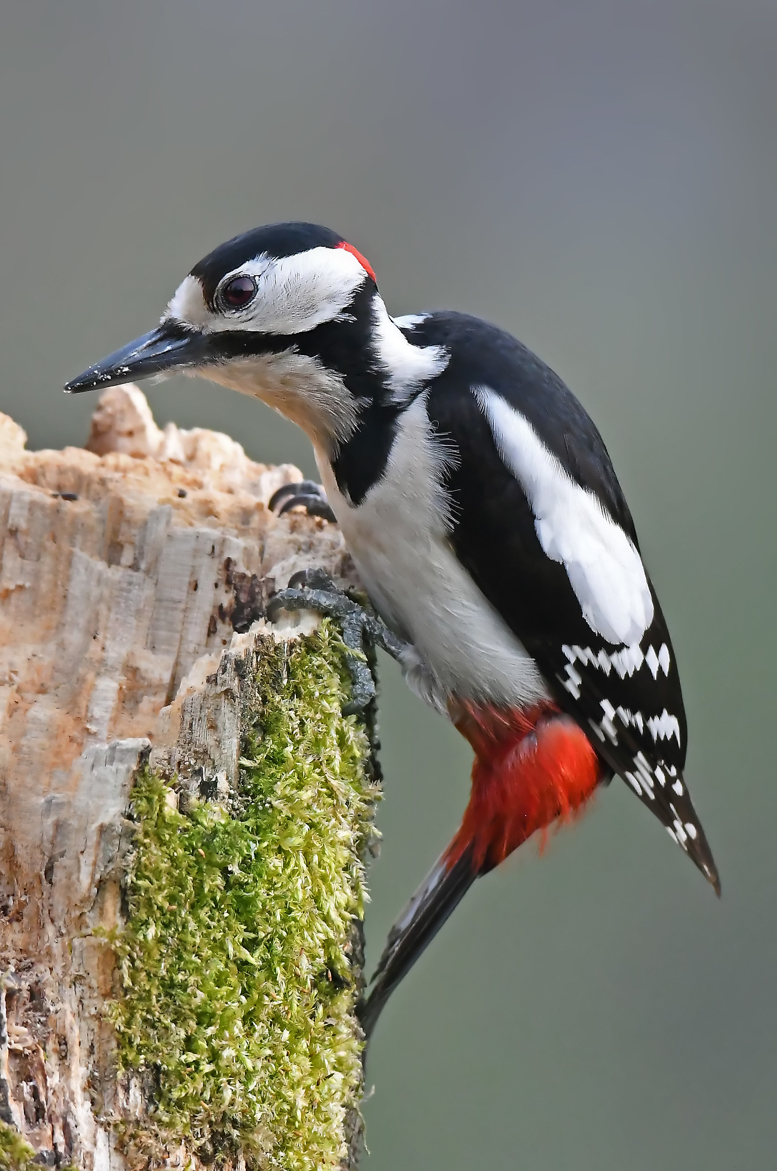 il Rosso maggiore nella classica postura