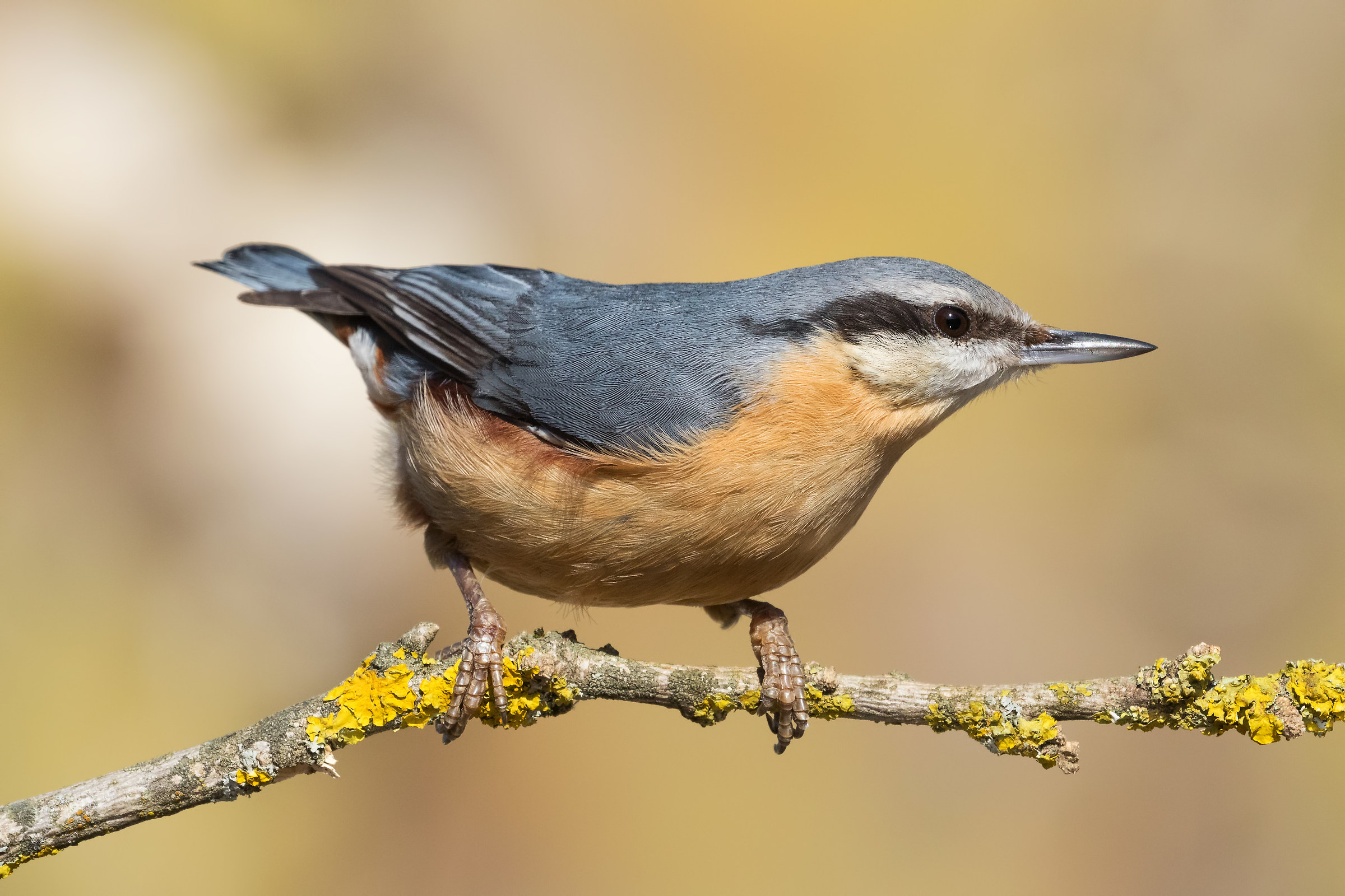 Nuthatch