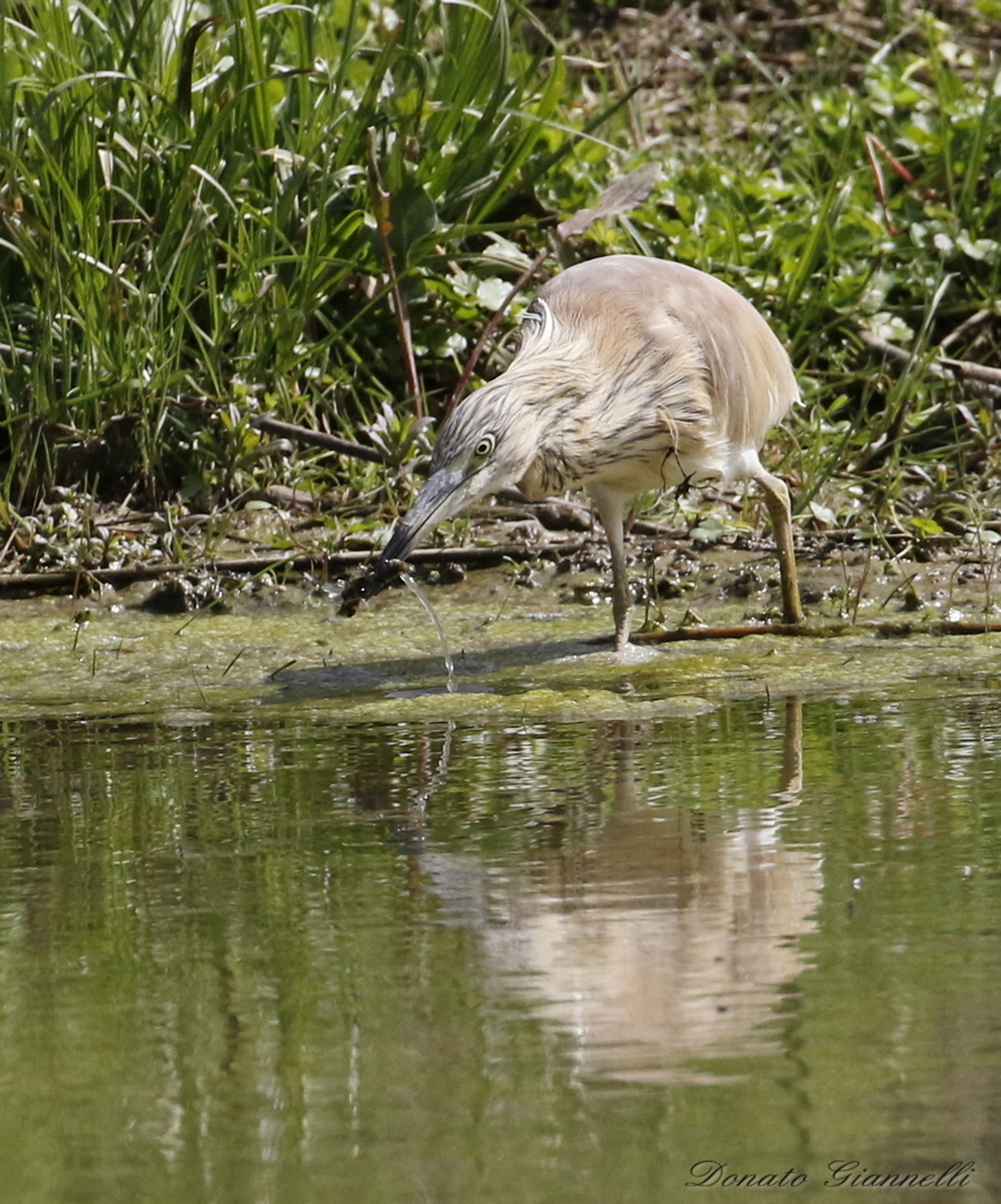 Squacco heron