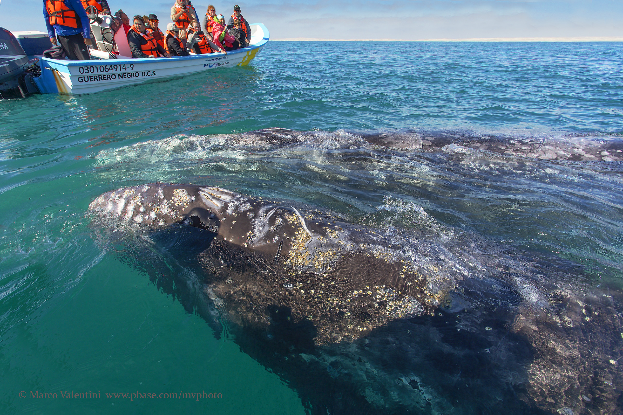 Meeting with the great gray