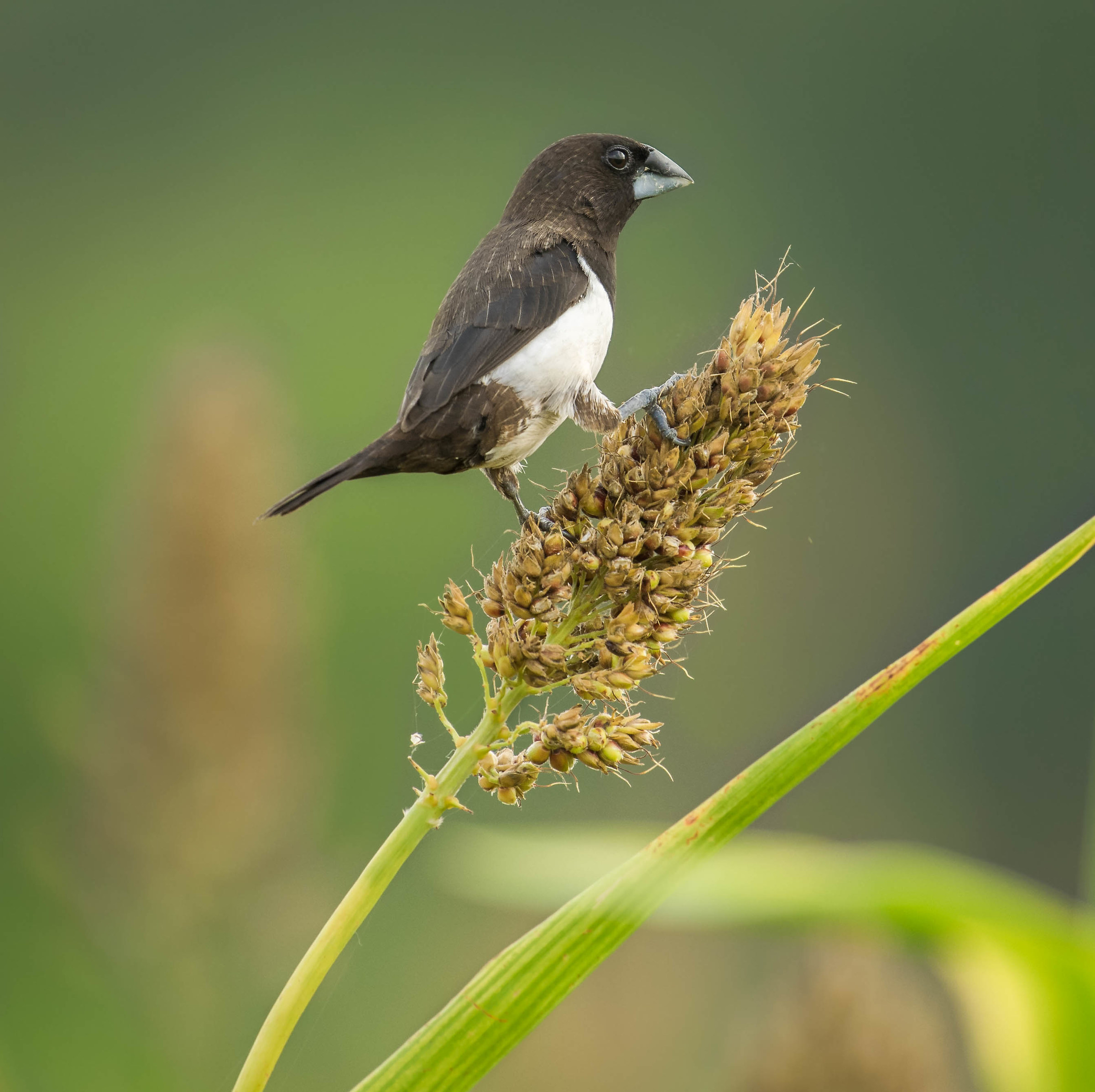 White rumped munia